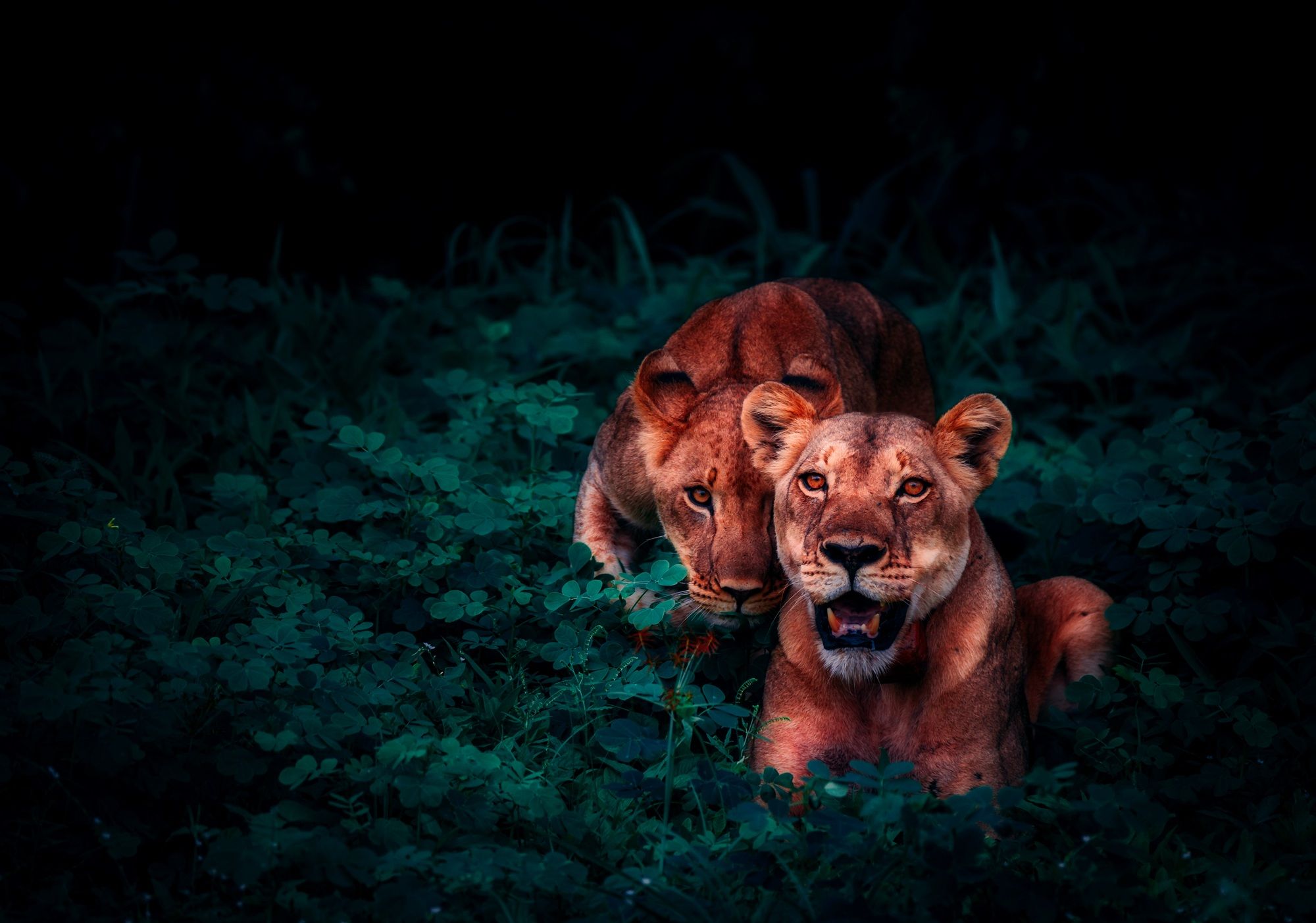 2000x1403 Majestic Lioness and Cub Stare