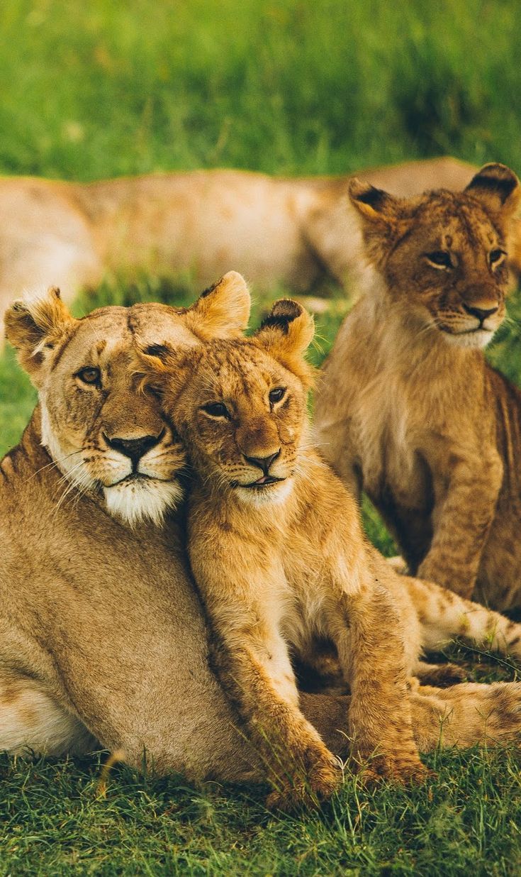 735x1236 Lioness with her cubs