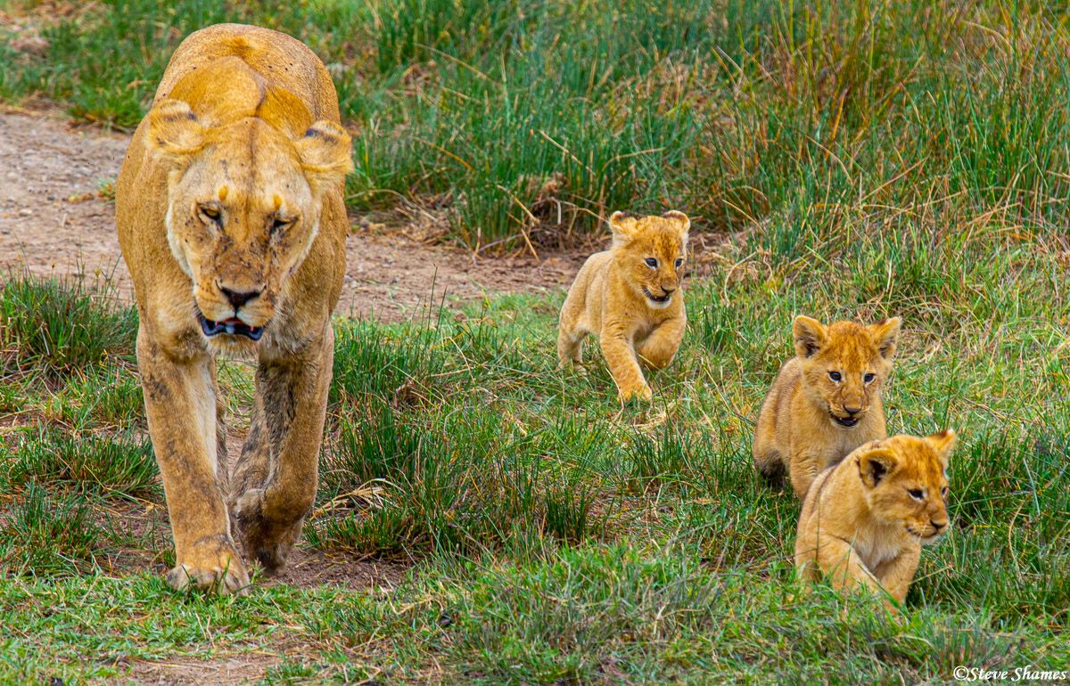 1200x770 Lioness With Three Cubs. Prints. Steve Shames Photo Gallery