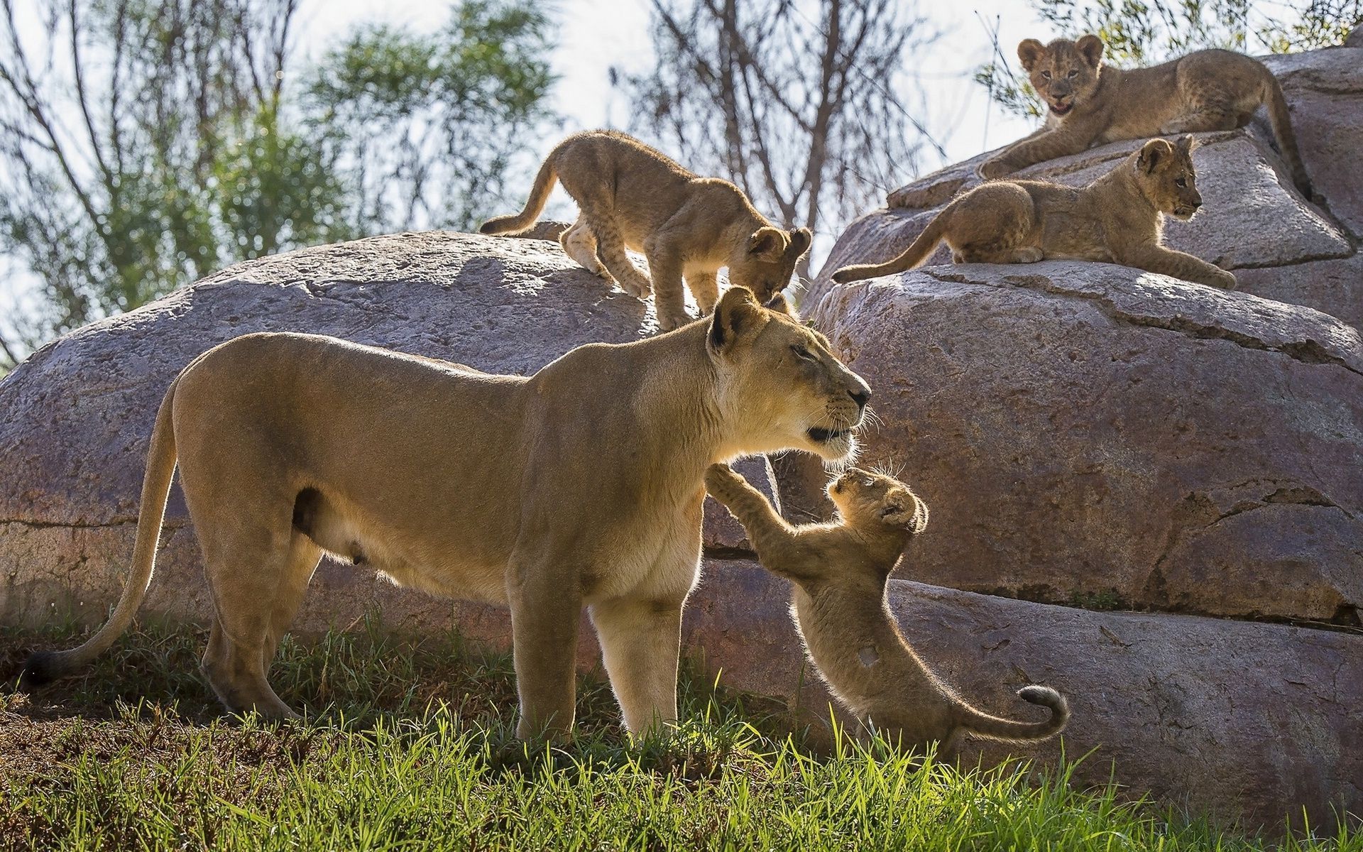 1920x1200 Lioness playing with its cubs wallpaper wallpaper