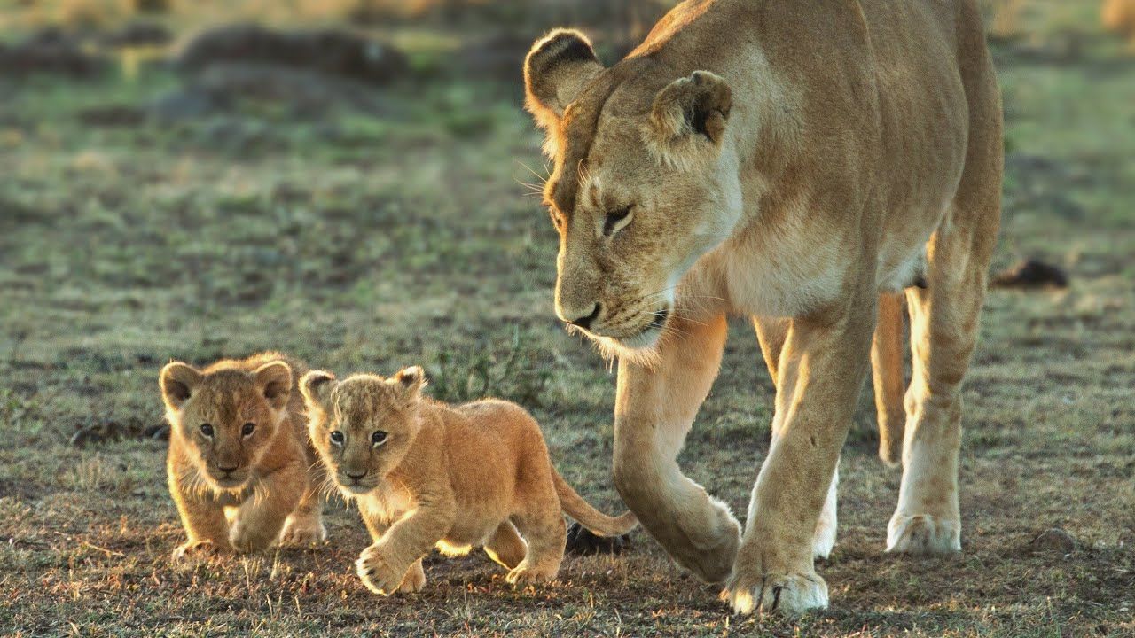 1280x720 Lioness Protects Her Newborn Cubs From The Pride Lion. Kruger National Park