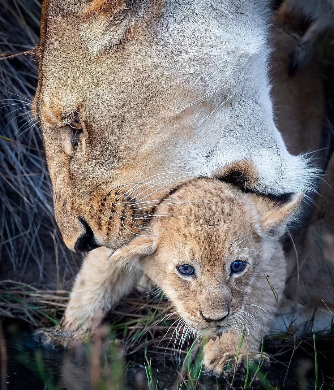 1080x1260 Incredible photo of a lioness with her cubs in the wild