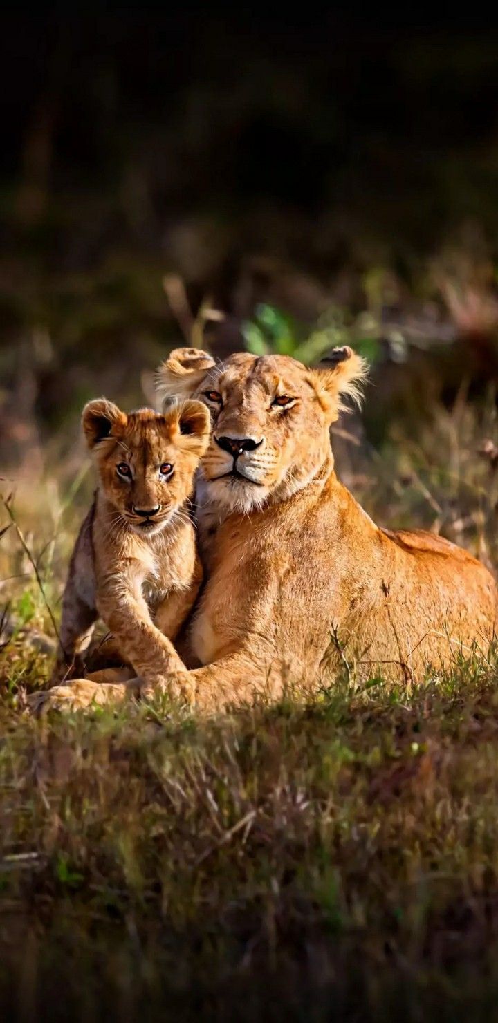 720x1480 Two Young Lions Sitting in the Grass. Lioness and cub wallpaper, Lion and lion cub wallpaper, Lion and cub on rock