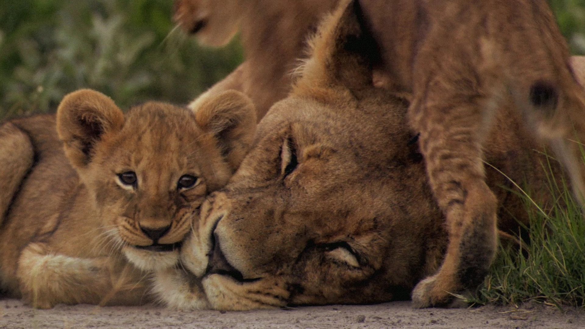 1920x1080 The Last Lions”- a heartbreaking story of mother's love. Something For Everyone And a Pinch of Salt