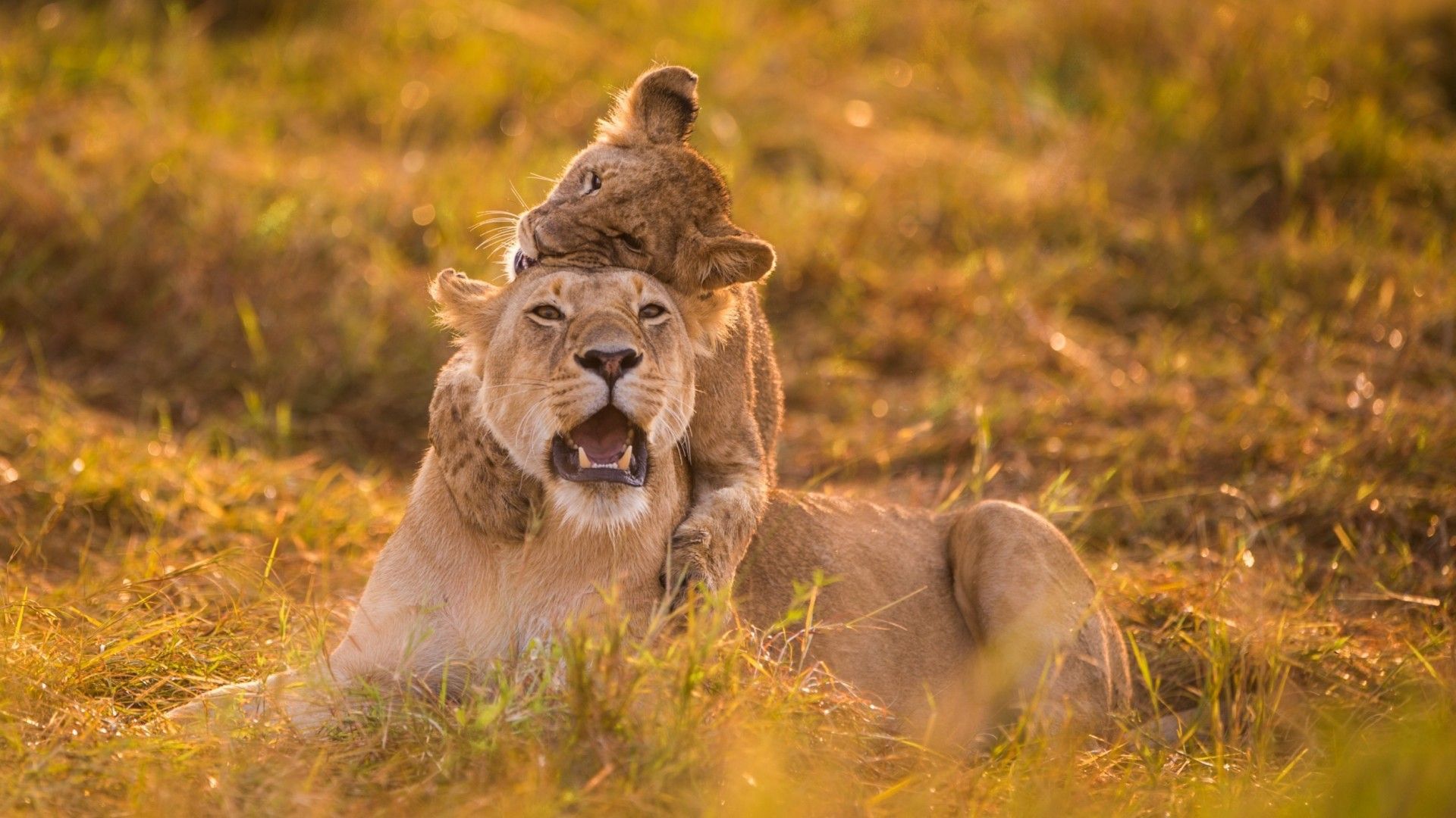 1920x1080 Lioness and cub in the grass Desktop wallpaper 1024x600