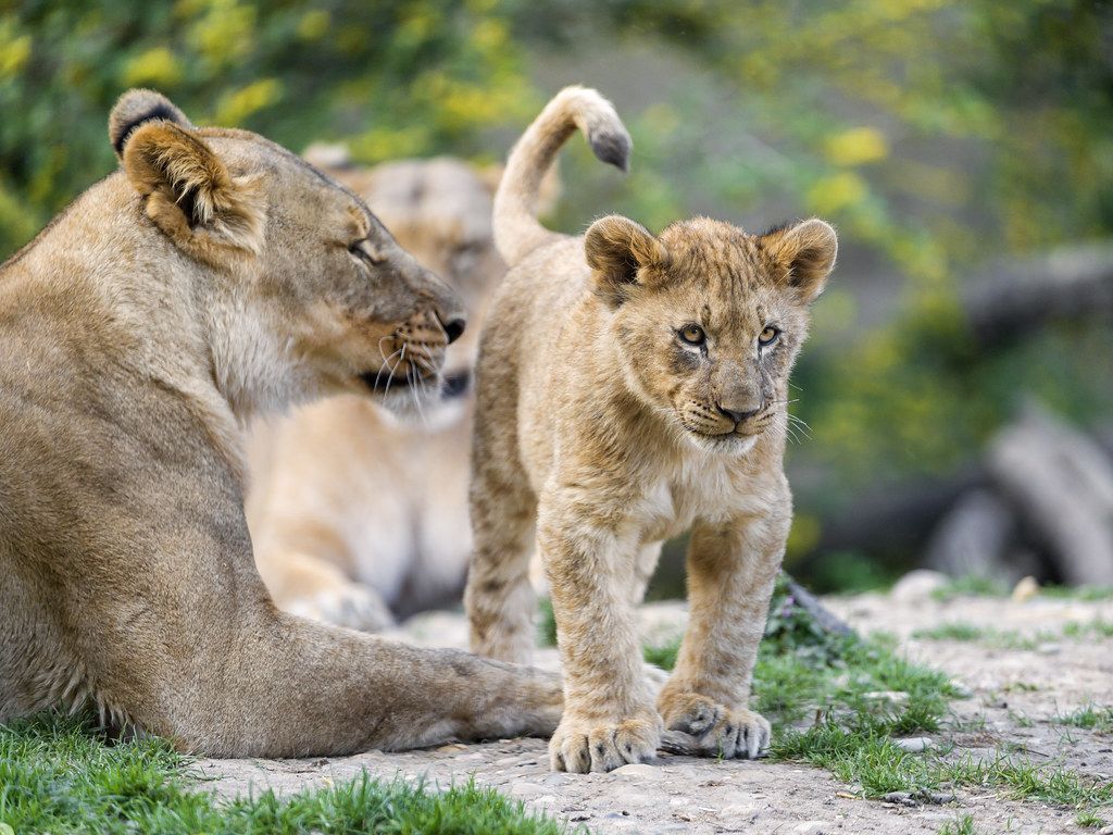 1024x768 Mothers and cub. Well, a lion's family scene!. Tambako The Jaguar