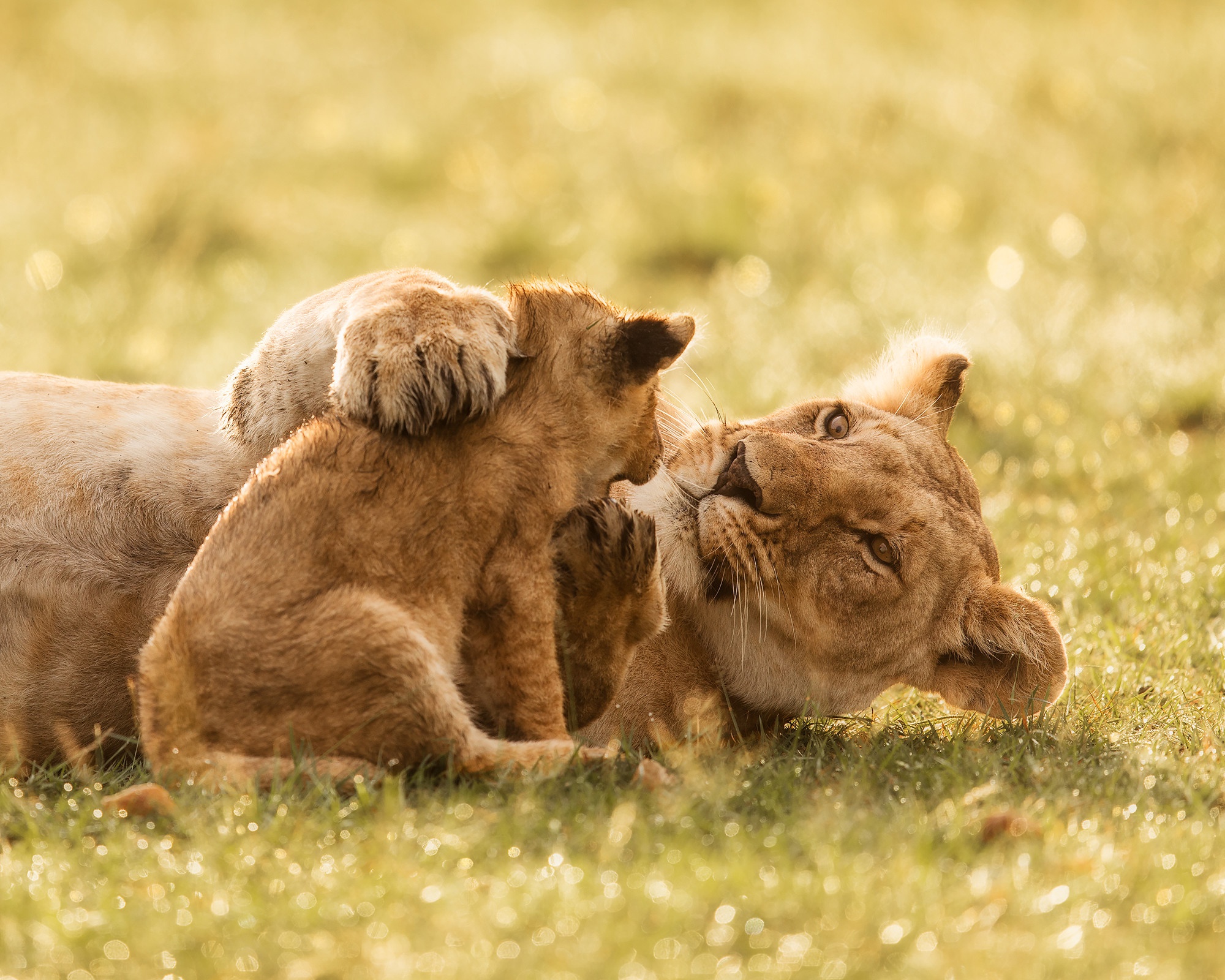 2000x1600 Wallpaper Leo, cub, wild cats, lioness, lion, motherhood for mobile and desktop, section кошки, resolution 2000x1600