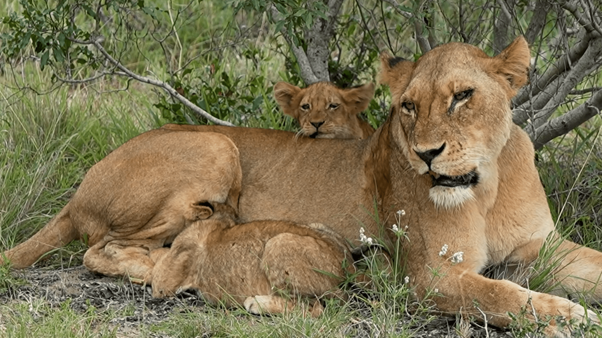 1920x1080 Tiny lion cubs suckling from the lioness. Luxury African Safaris, South America & South Asia Tours. andBeyond