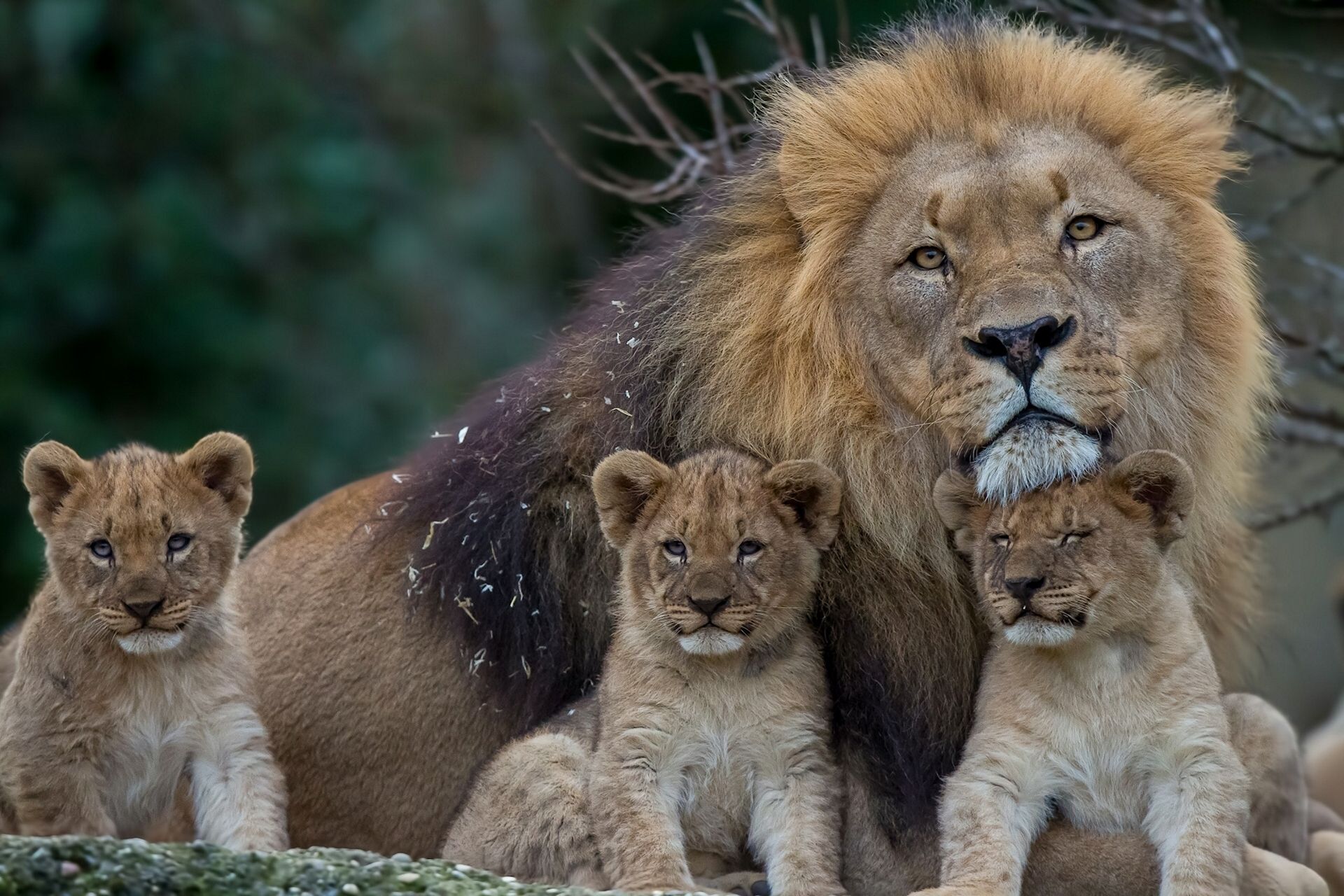 1920x1280 Phone wallpaper: Lioness, Family, Lion, Animals, Predators, Young, Cubs 109529