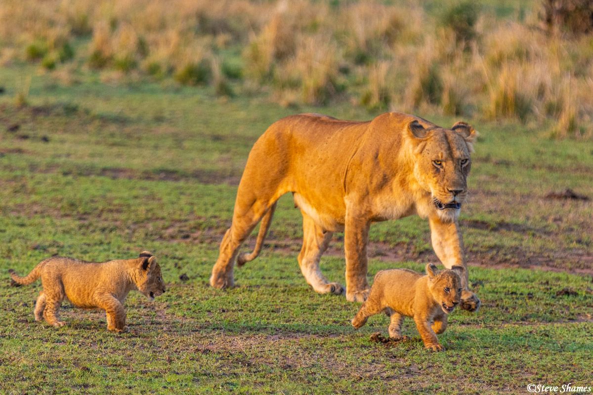 1200x800 Serengeti Lioness With Two Cubs. The Serengeti, Tanzania Africa 2020. Steve Shames Photo Gallery