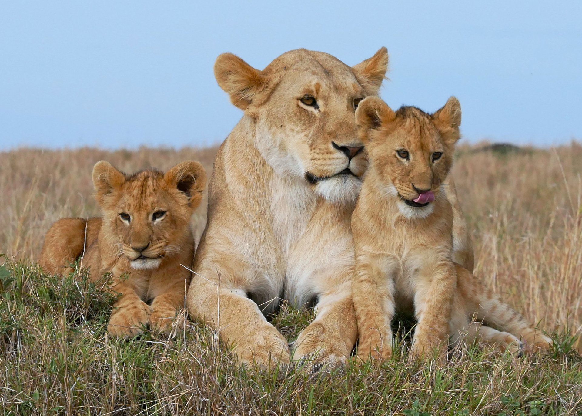 1920x1371 Majestic Lioness and Playful Cubs HD Wallpaperx1539