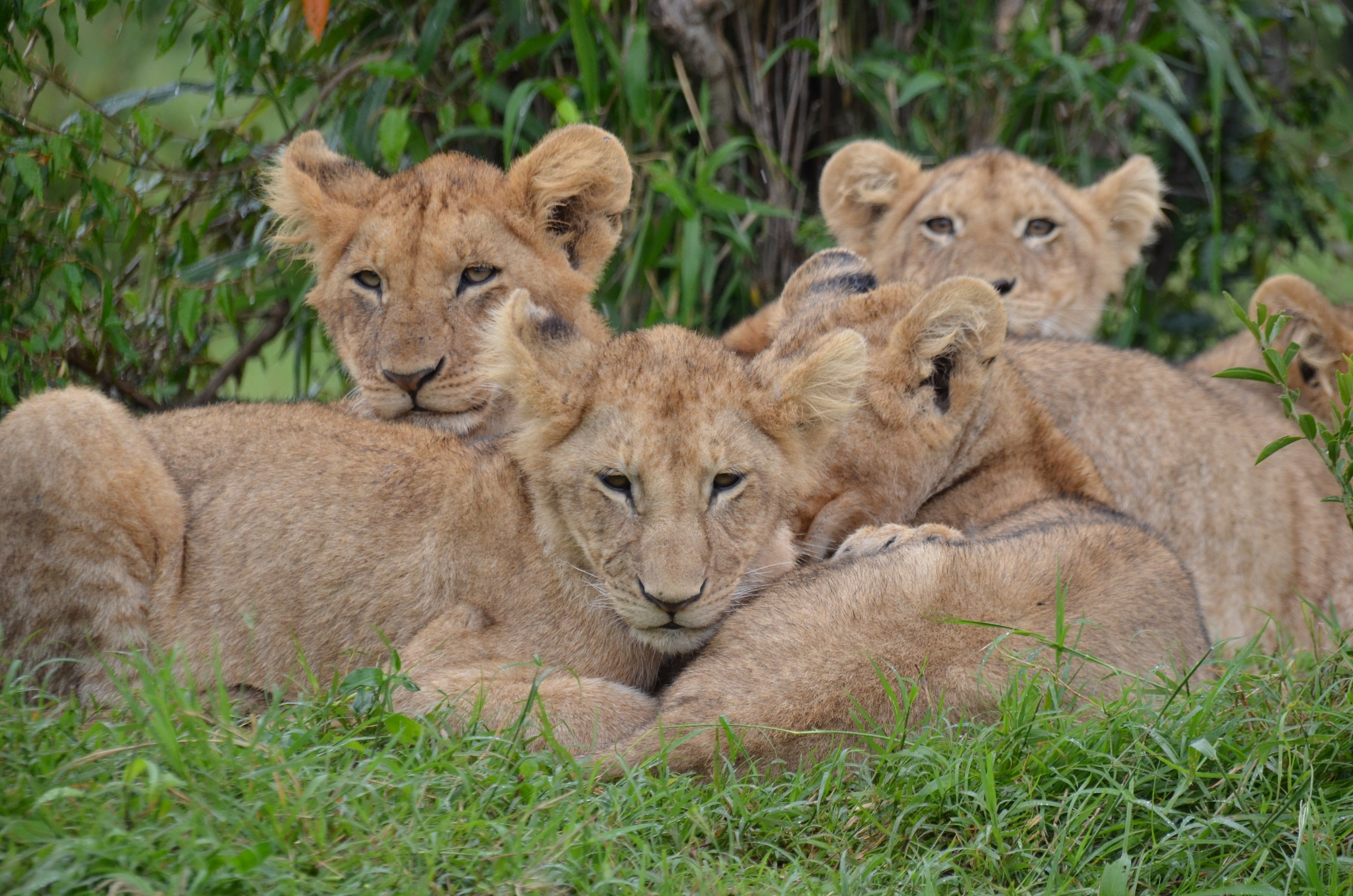 4928x3264 Royalty Free Photo: Beige Lioness During Daytime
