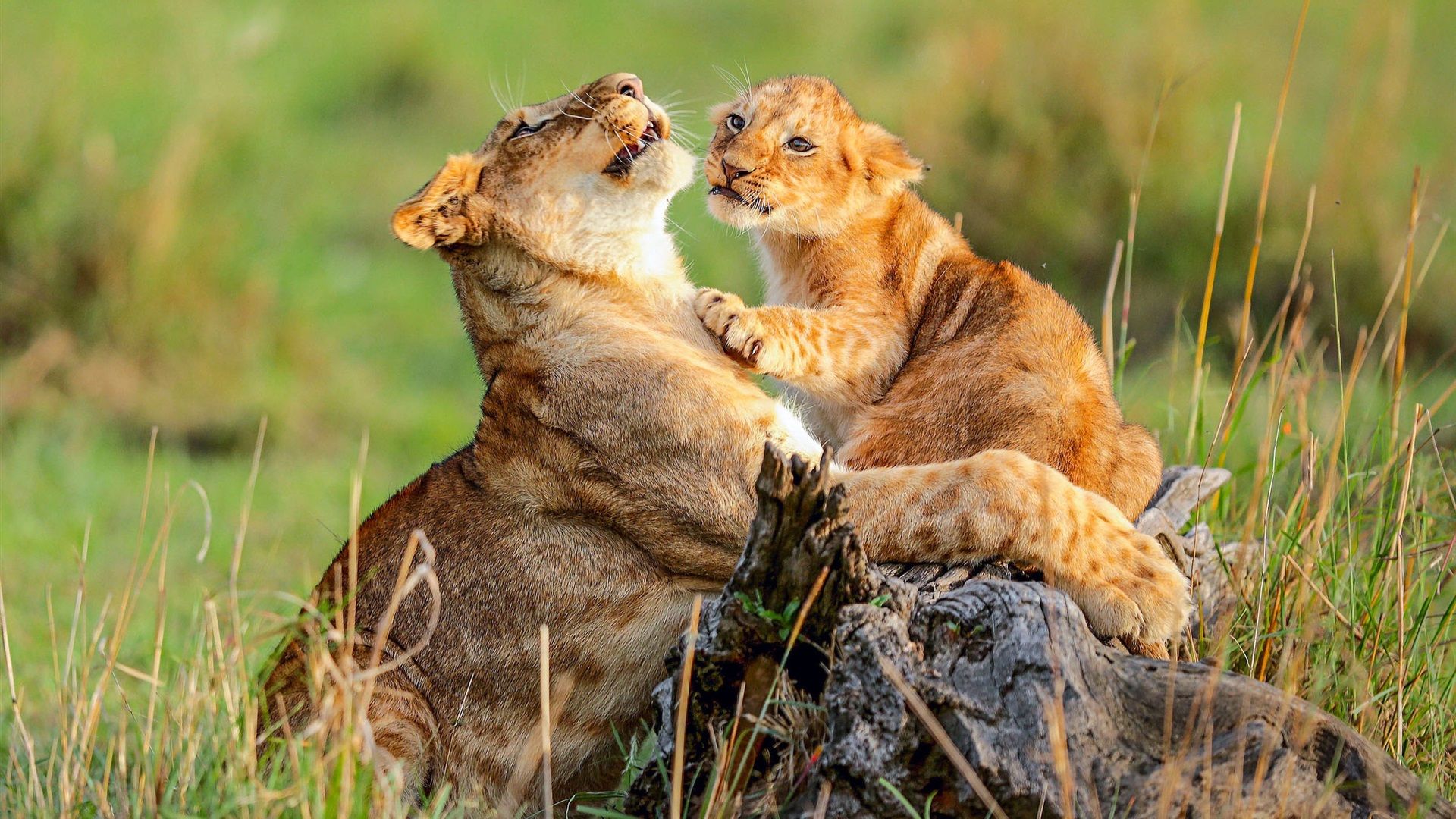 1920x1080 Wallpaper African, lioness and lion cub, wildlife 1920x1440 Picture, Image