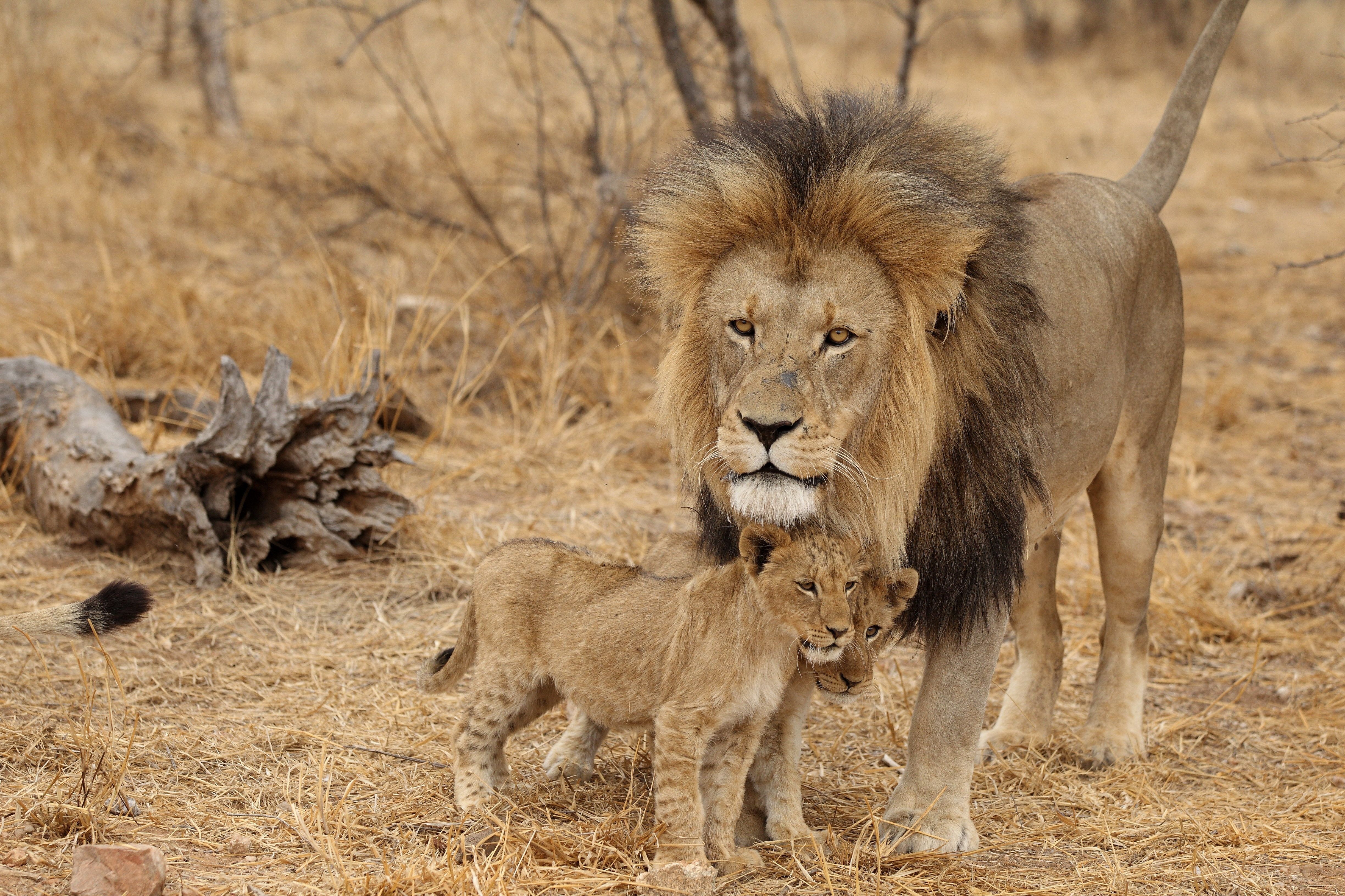 4896x3264 Wallpaper Lion and Lioness on Brown Grass Field During Daytime, Background Free Image