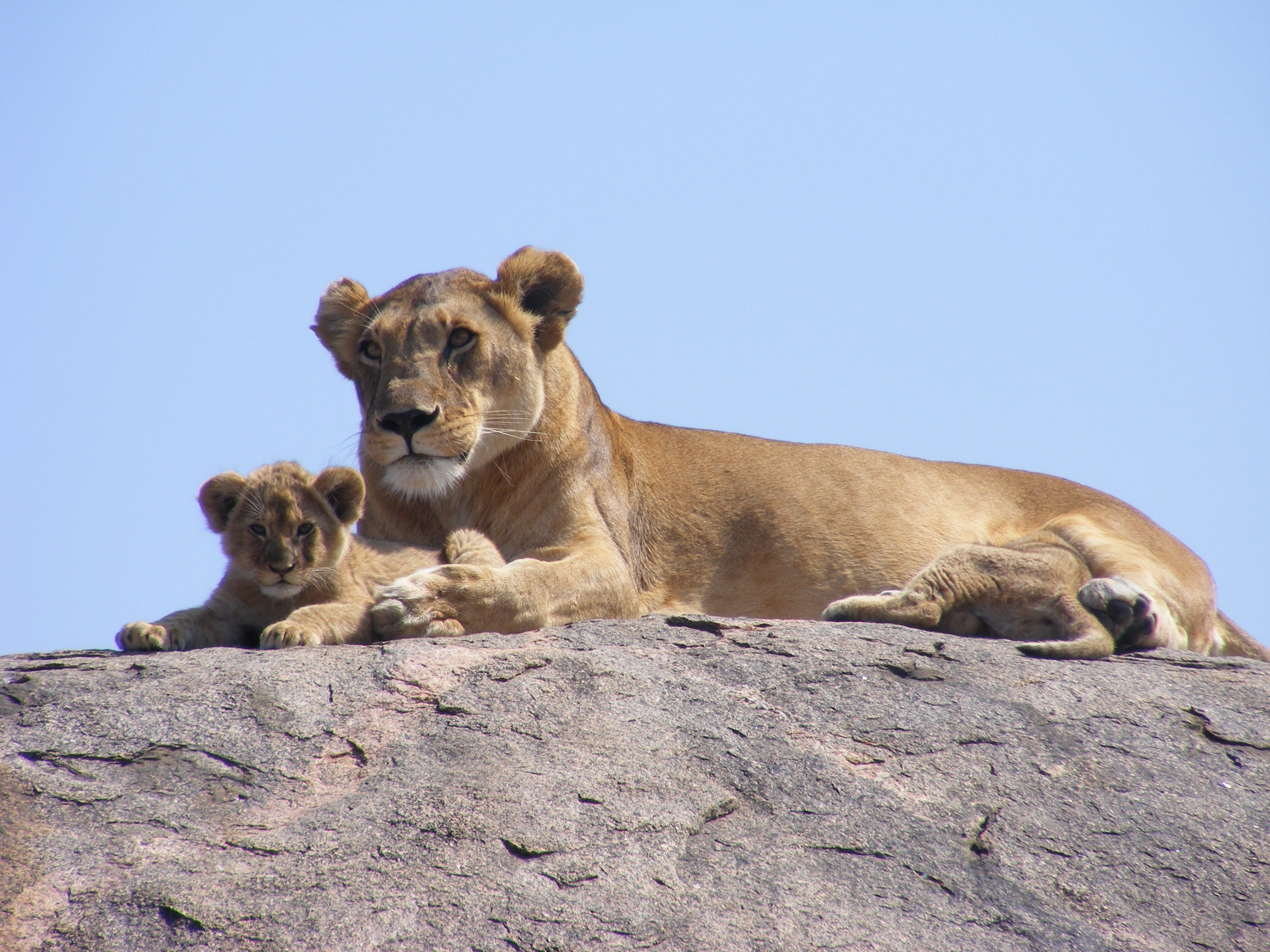 3072x2304 Lioness laying on rocks near cub HD wallpaper