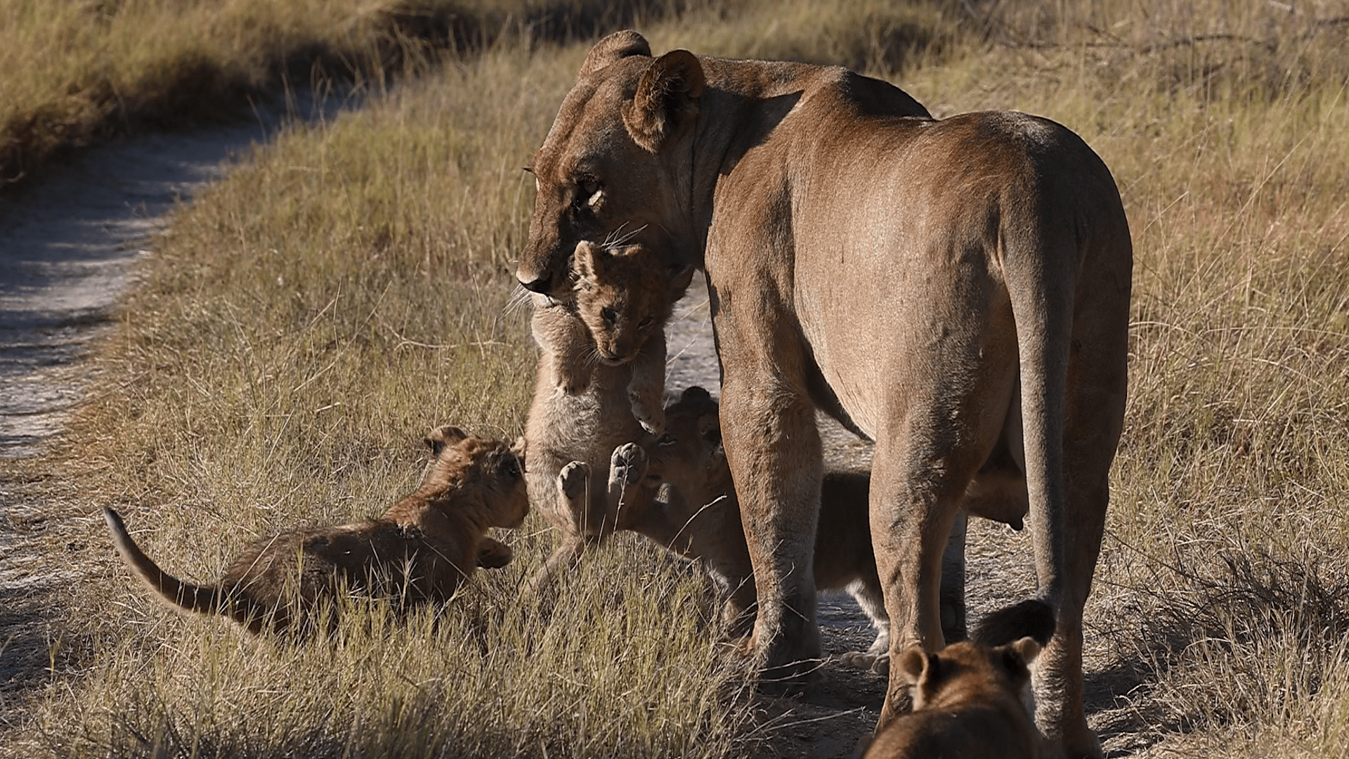 1920x1080 A lioness and her seven cubs. Luxury African Safaris, South America & South Asia Tours. andBeyond