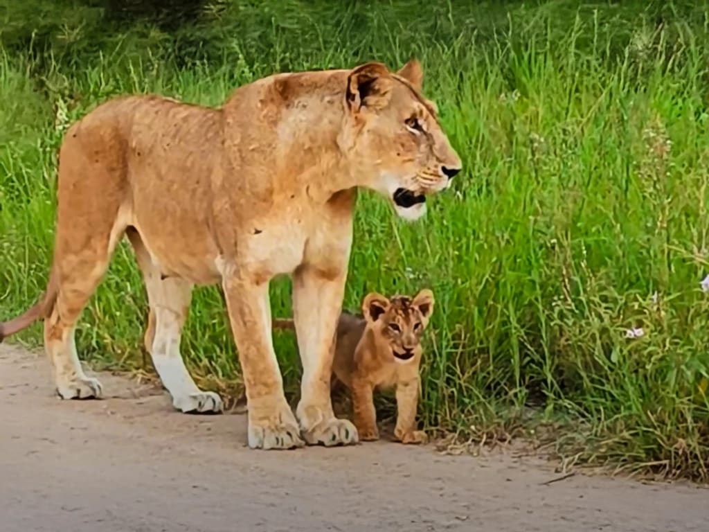 1024x768 Lioness And Cub Find Missing Siblings