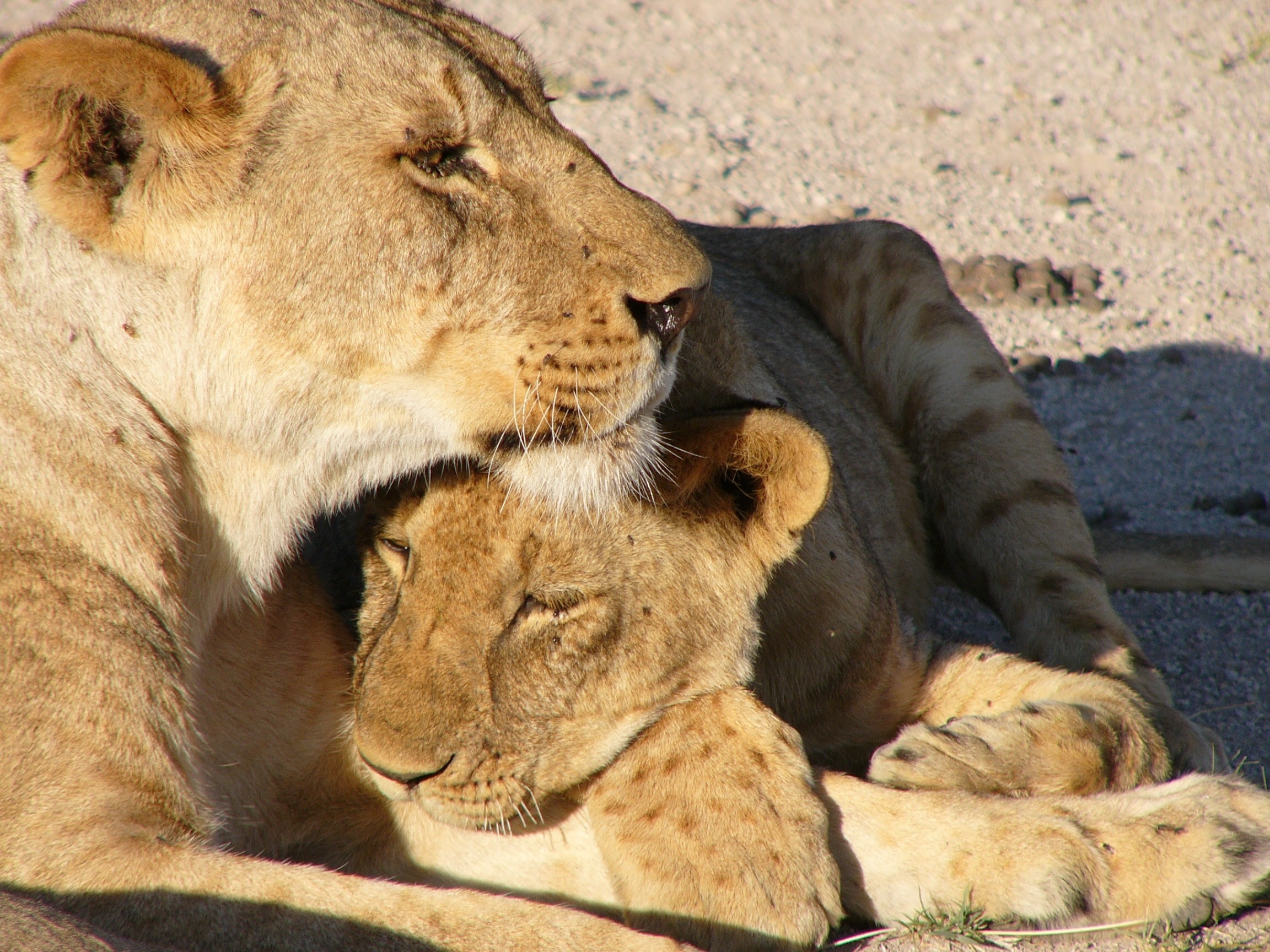 2304x1728 lioness free image