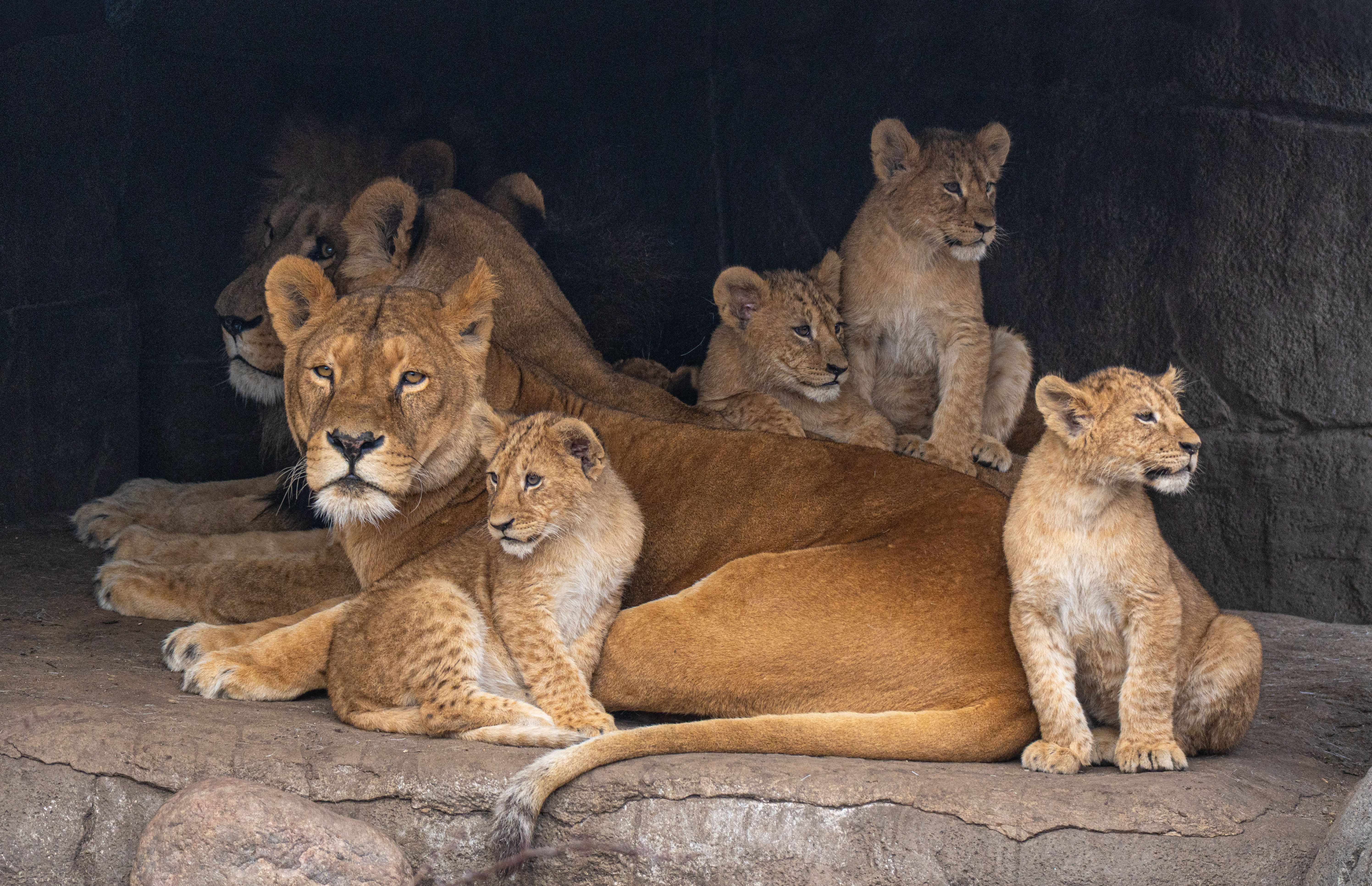 5984x3865 Lion Family Resting Together at Copenhagen Zoo · Free