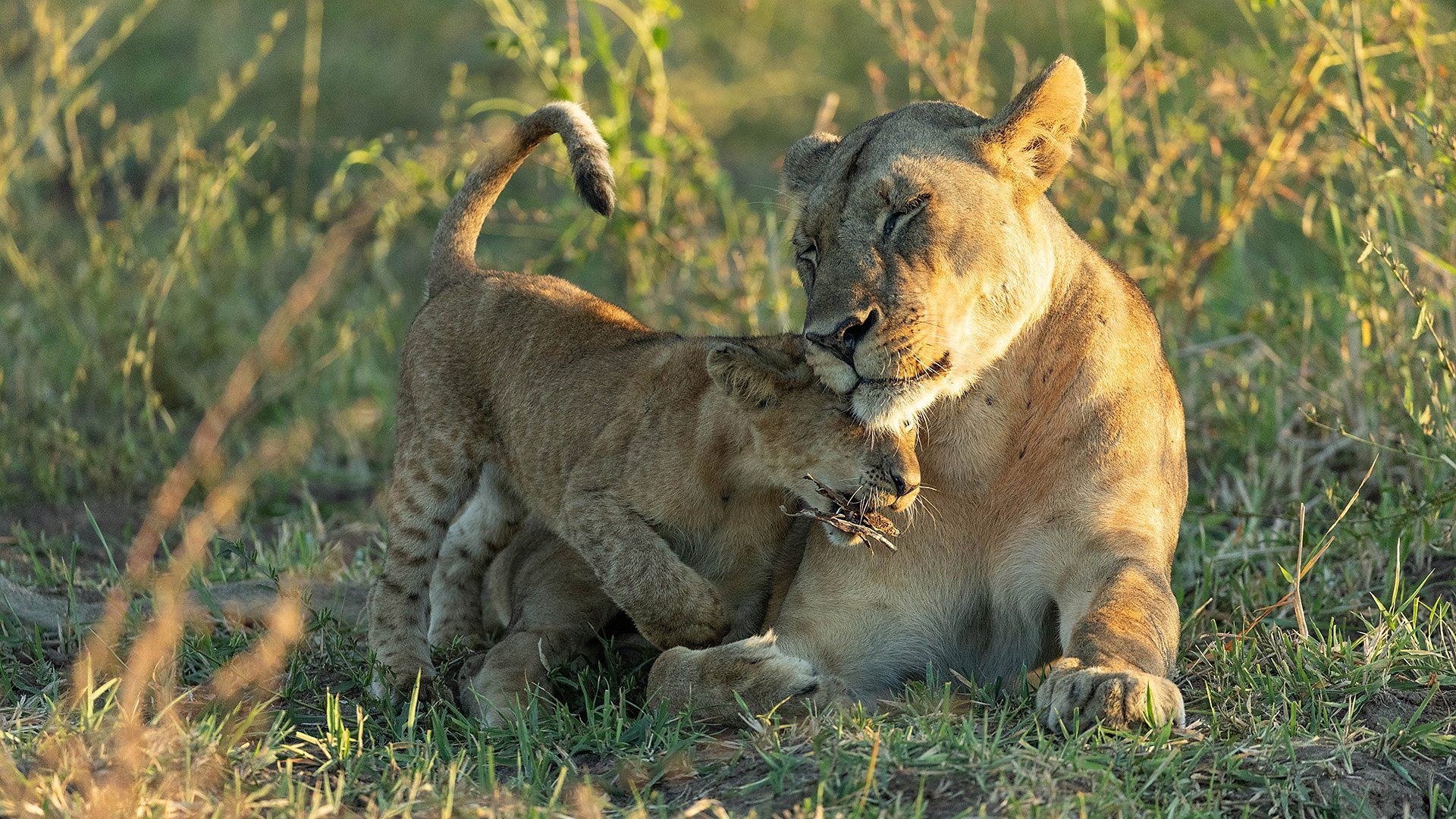 1920x1080 BBC One lion cubs in a flooded landscape