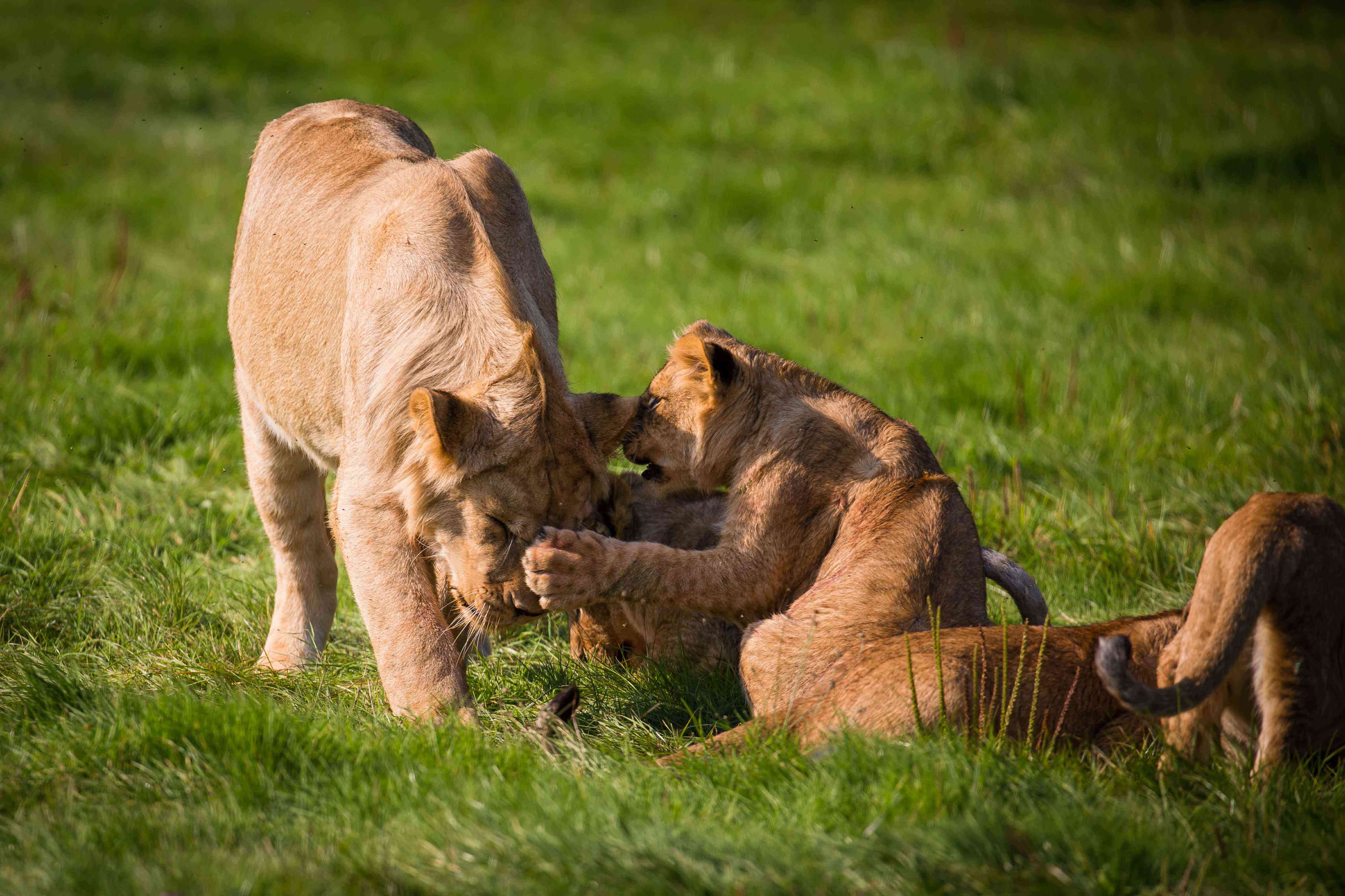 4759x3173 Lion cubs meet the pride. Woburn Safari Park