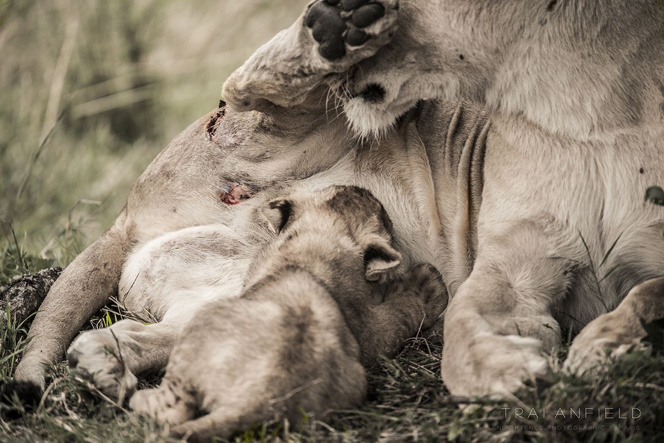 1336x891 Kings. or Killers? A tale of the lions of the Masai Mara