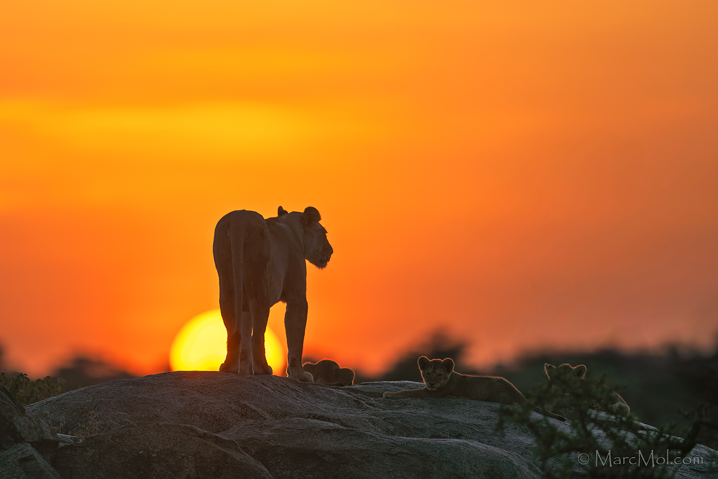 1400x933 A Lioness and her 3 cubs watching the Sun come up. Backcountry Gallery Photography Forums