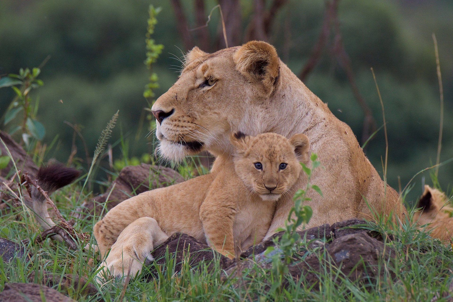 1920x1279 Majestic Lioness and Cub: HD Baby Animal Wildlife Wallpaperx1279