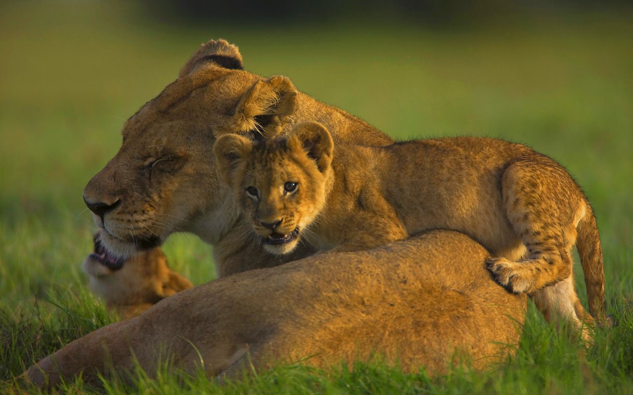 1280x800 The African Lion