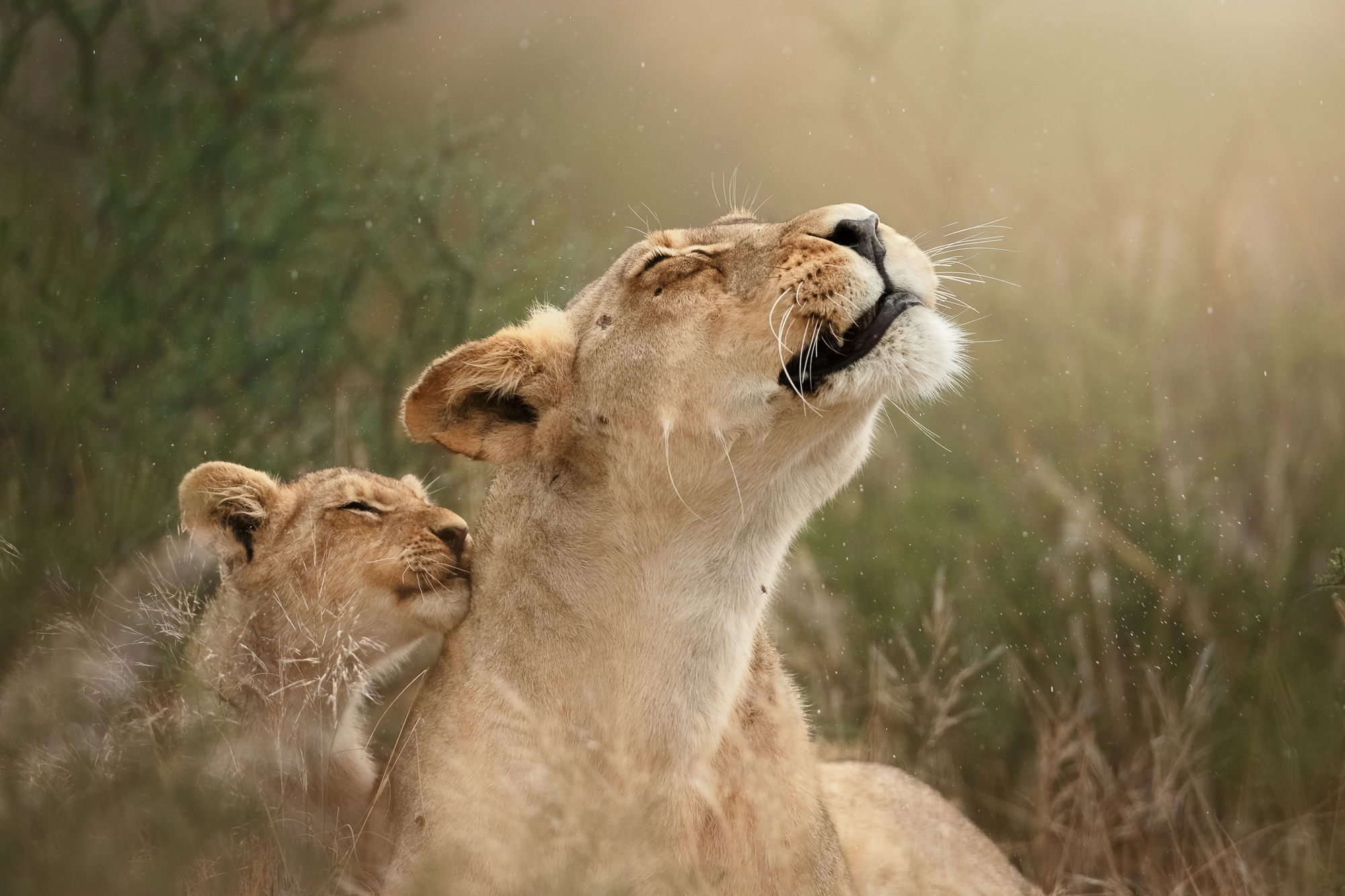 2000x1333 Grace of the Kalahari