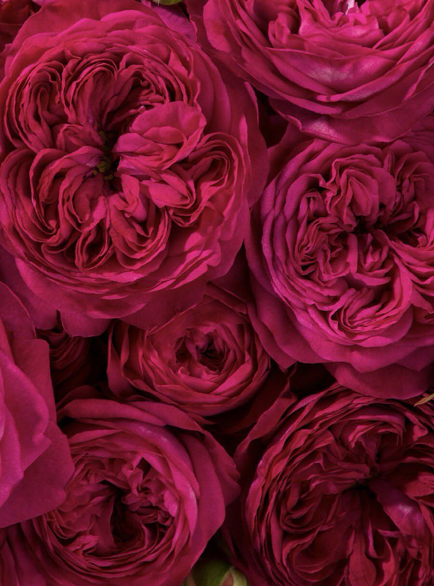 890x1200 Get ready for this magical spray rose: we love to introduce our Magic Trendsetter! A hot pink trendsetter spray rose! Available in our VOORN Seasons collection! #sprayroses #trosroos #voornseasons