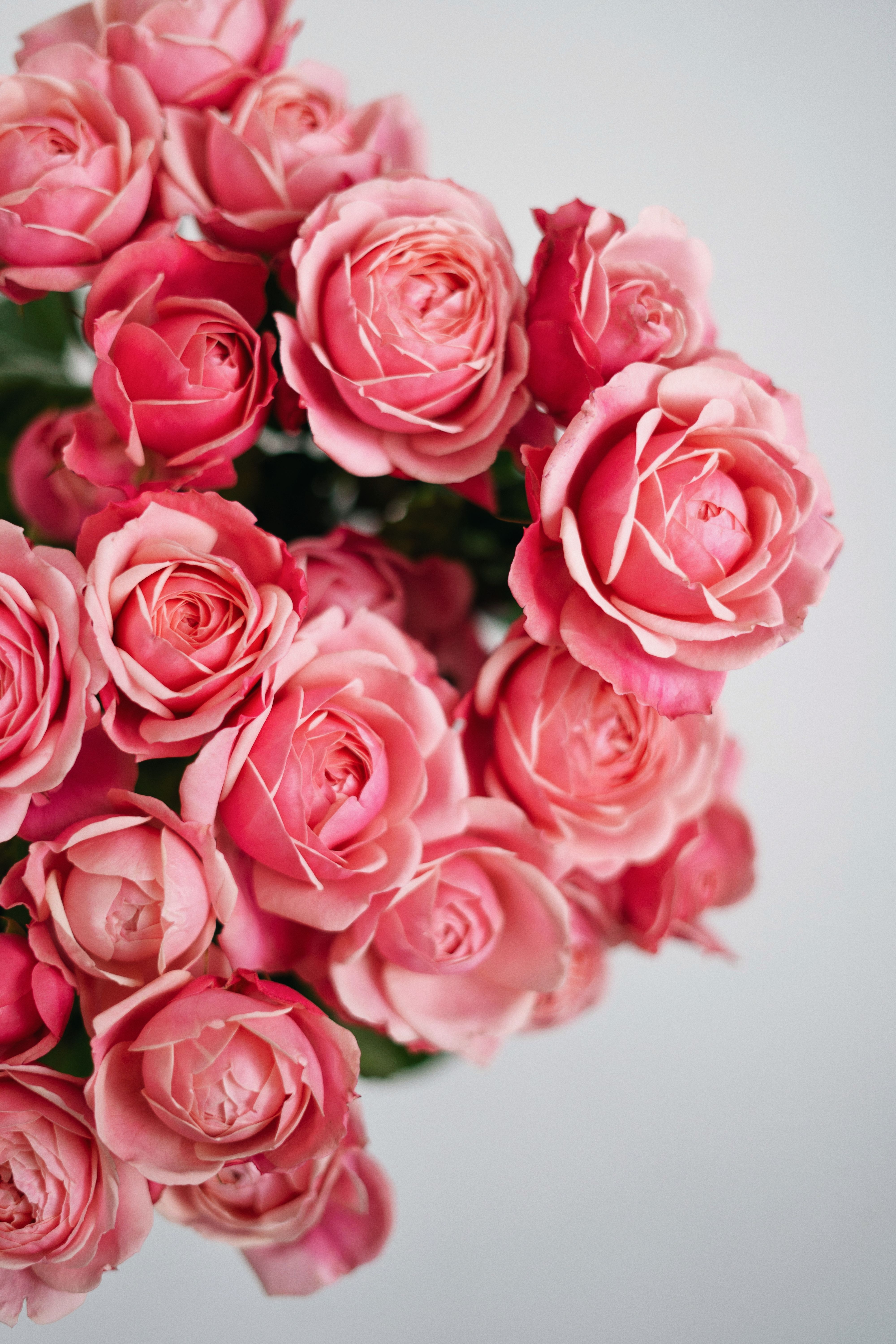 4000x6000 Big Bunch of Beautiful Pink Roses · Free