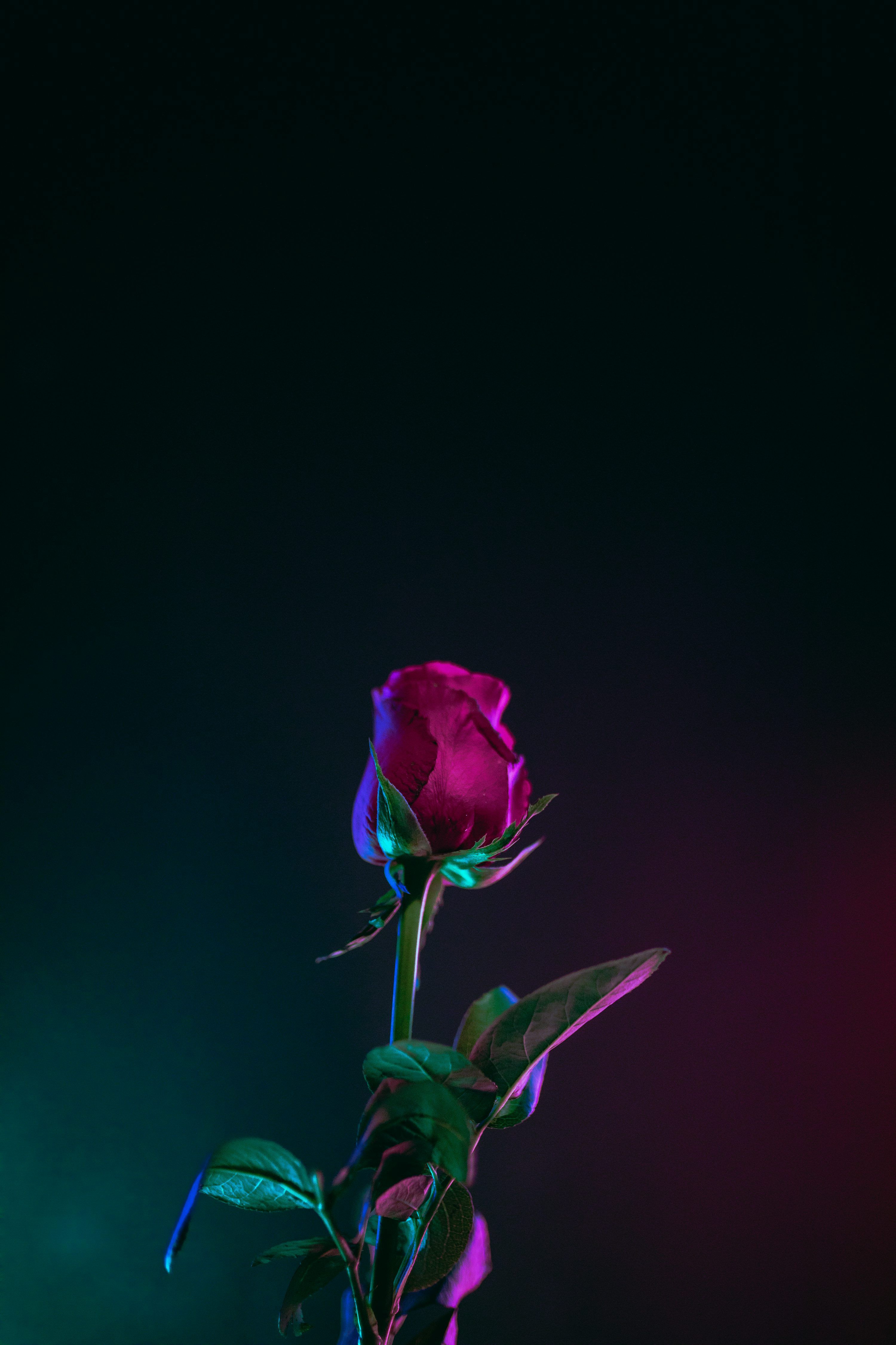 3000x4500 Rose Wallpaper: Free HD Download [4K]