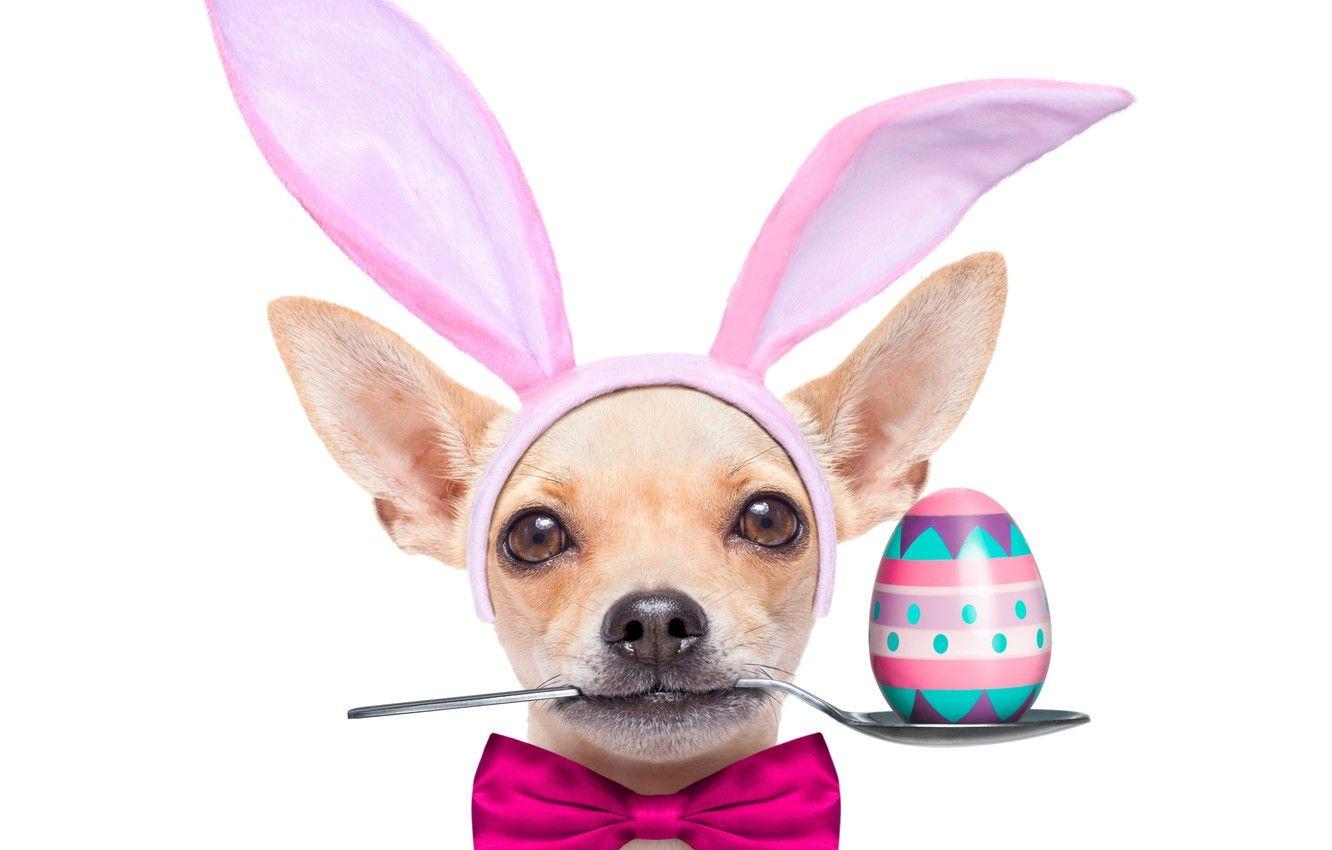 1332x850 Wallpaper egg, dog, Easter, spoon, ears, holidays, bow, Chihuahua, dogs, Easter, bow image for desktop, section праздники