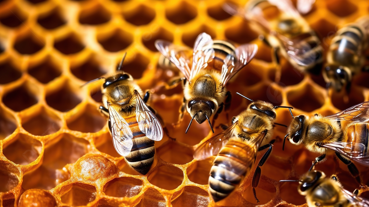 1200x673 Abstract Natural Background Or Texture Bees On Honeycomb, Beekeeping, Beehive, Bee Background Background Image And Wallpaper for Free Download