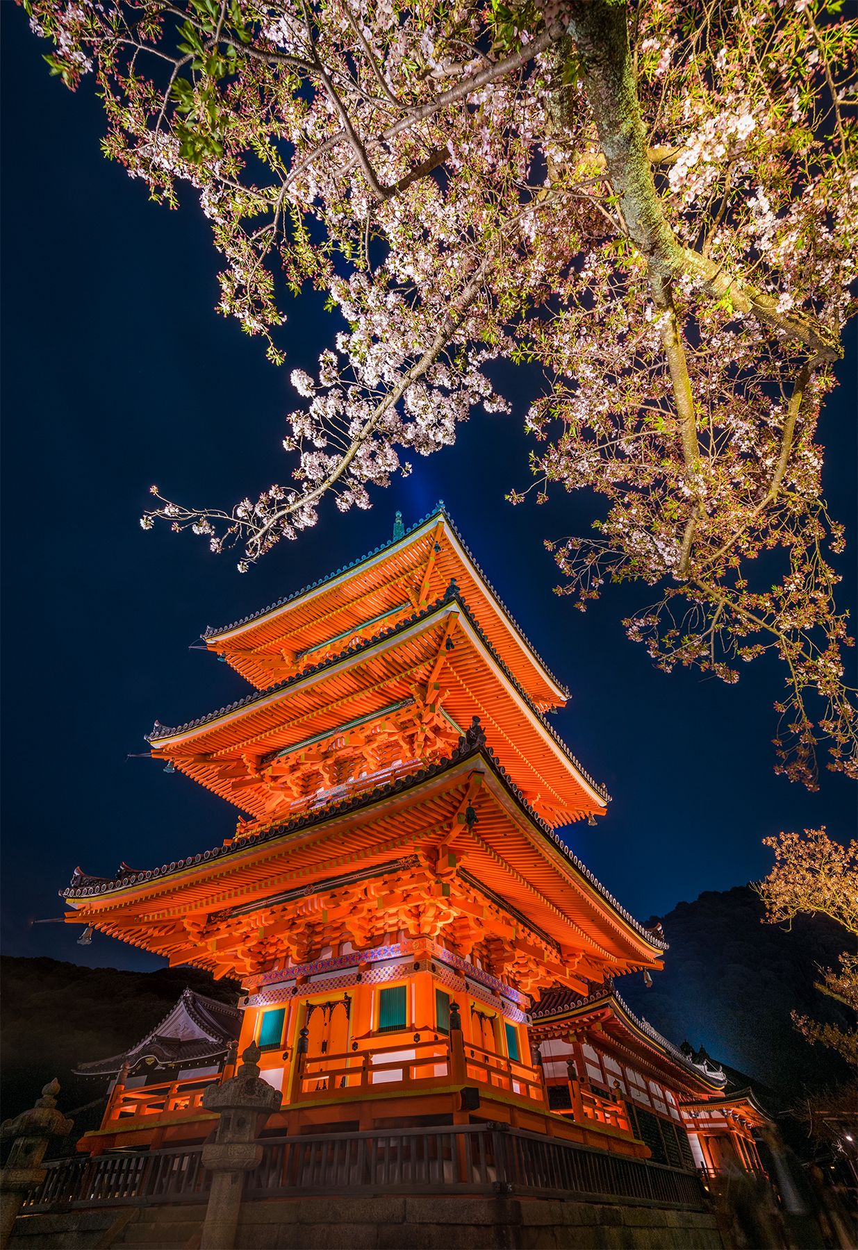 1235x1800 Cherry Blossom Night Lighting at Kiyomizudera Temple