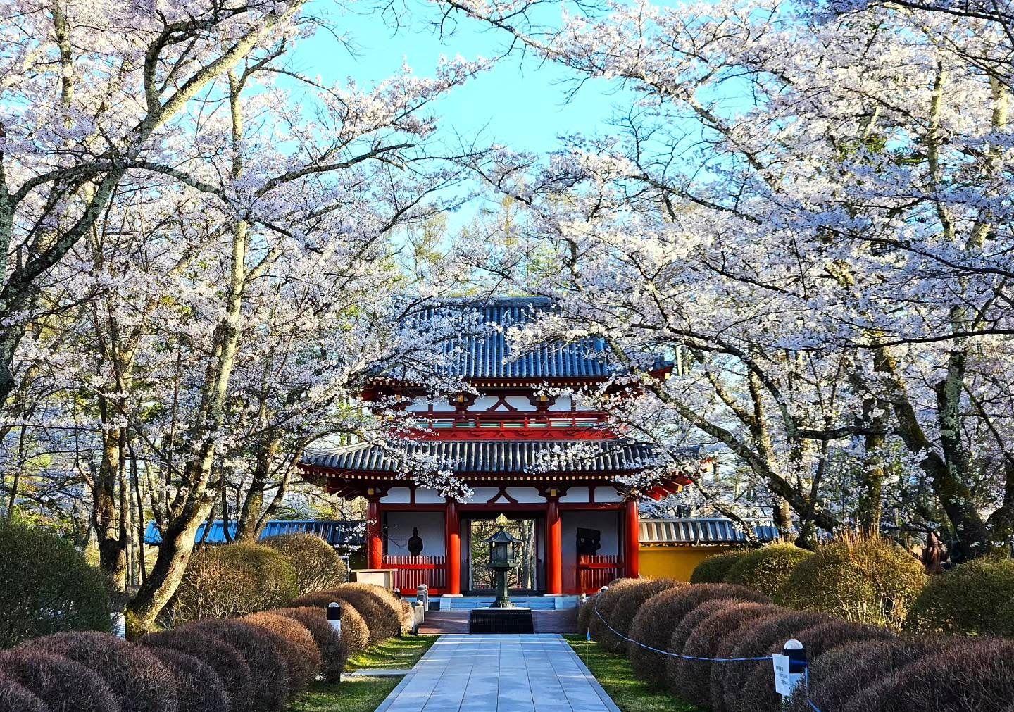 1440x1011 Sakura season within the Japanese highlands to view late Sakura. Hotel de L'Alpage