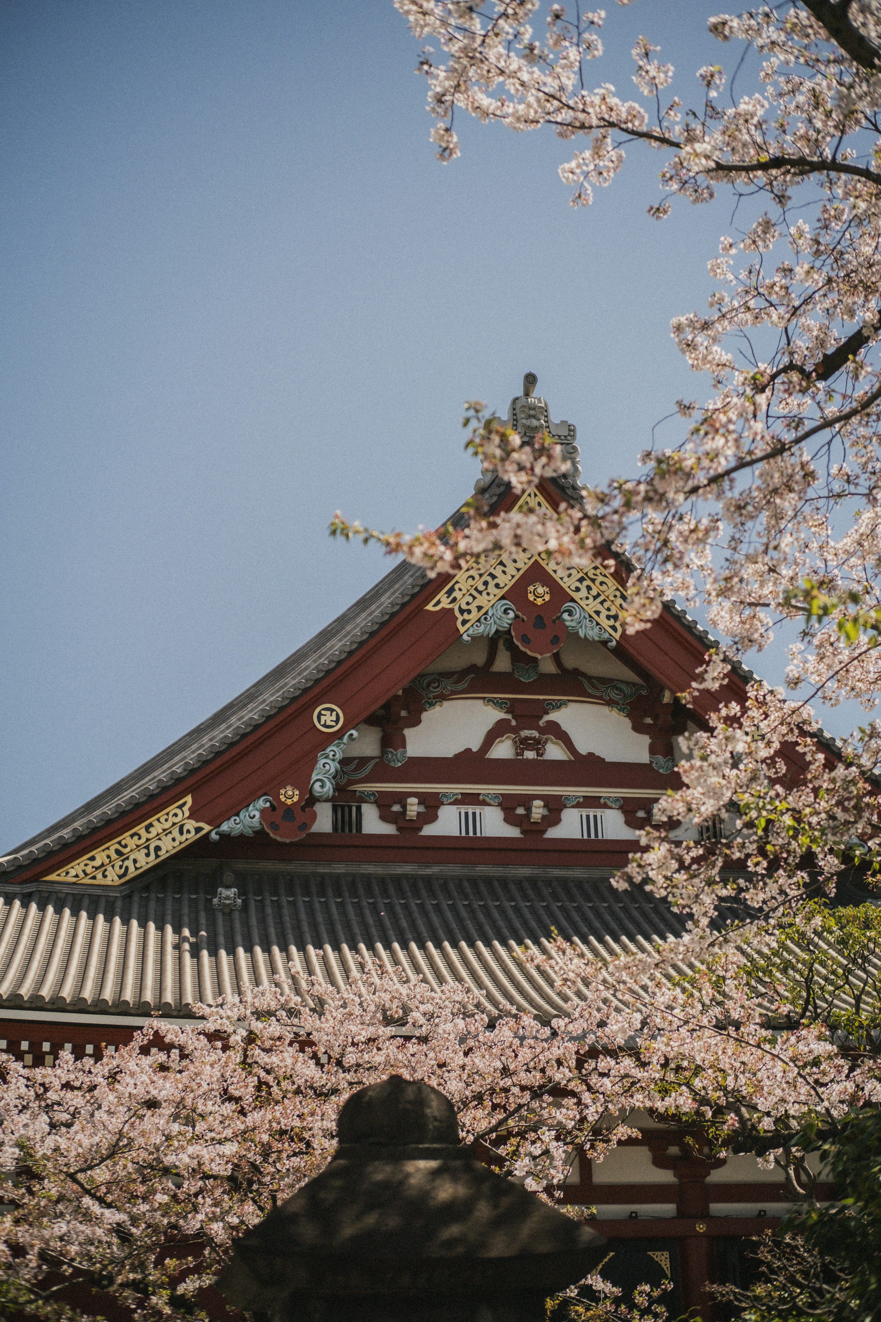 3000x4500 Cherry blossoms frame a traditional japanese temple. photo