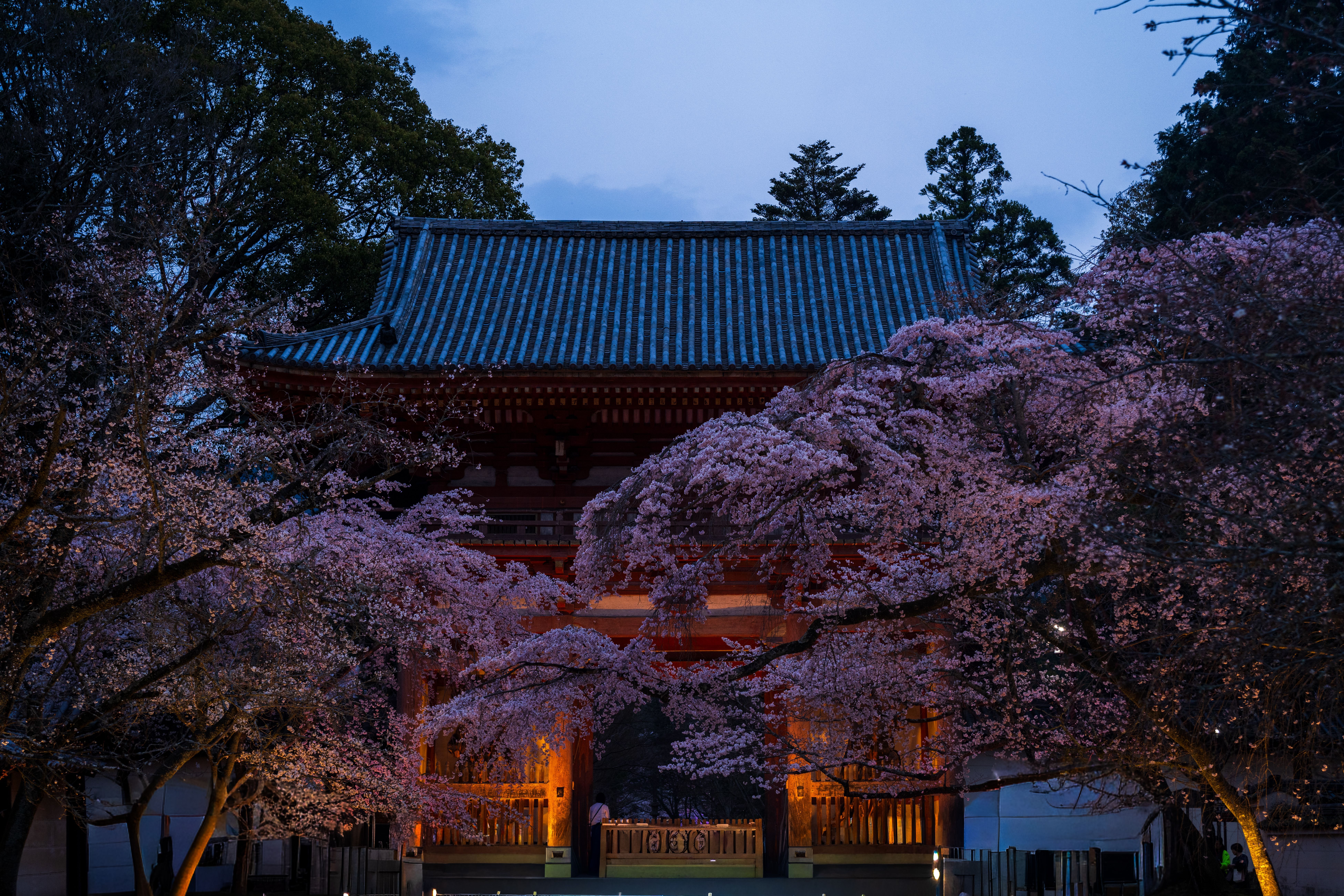 7800x5200 Cherry Blossom Branches in front of a Japanese Temple · Free