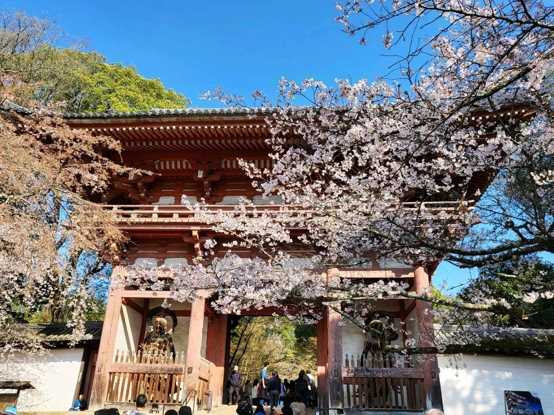 1080x810 Daigo Ji: A Cherry Blossom Paradise And World Heritage Site In Kyoto. Trip.com Kyoto