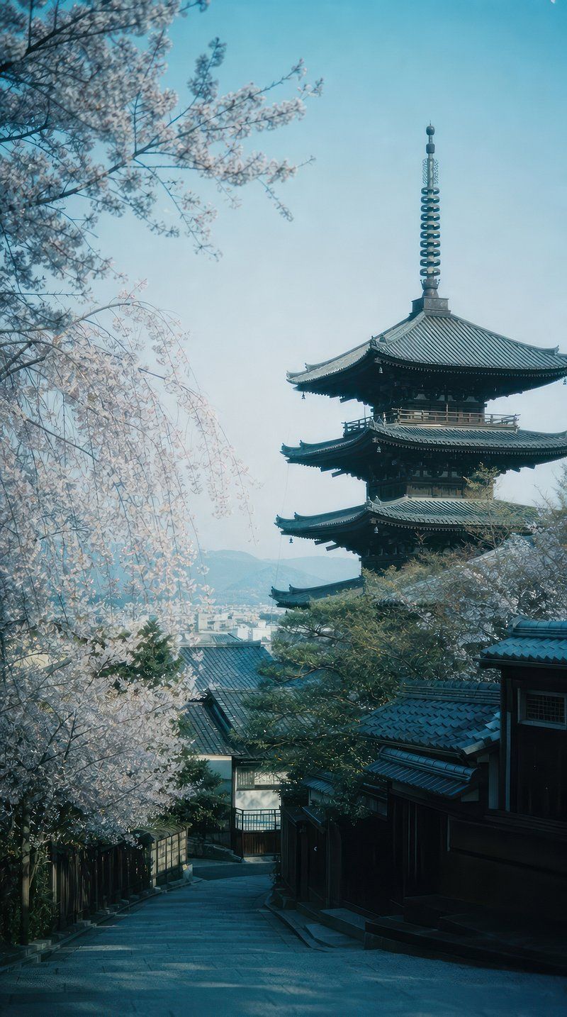 800x1434 Japanese Cherry Blossom Trees Photo Image Wallpaper