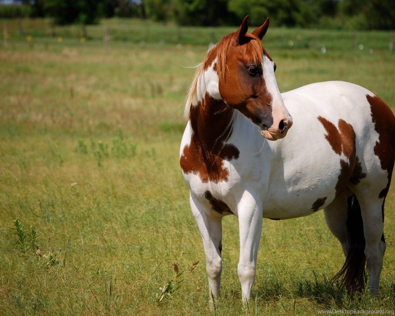 1280x1024 Paint Horse Wallpaper Desktop Background