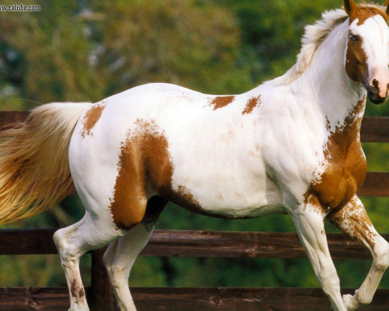 1280x1024 Free download Animals Zoo Park Horse Wallpaper Photo Picture [1600x1200] for your Desktop, Mobile & Tablet. Explore Paint Horse Wallpaper for Computer. Horses Wallpaper Free, Horse Background Wallpaper, Free