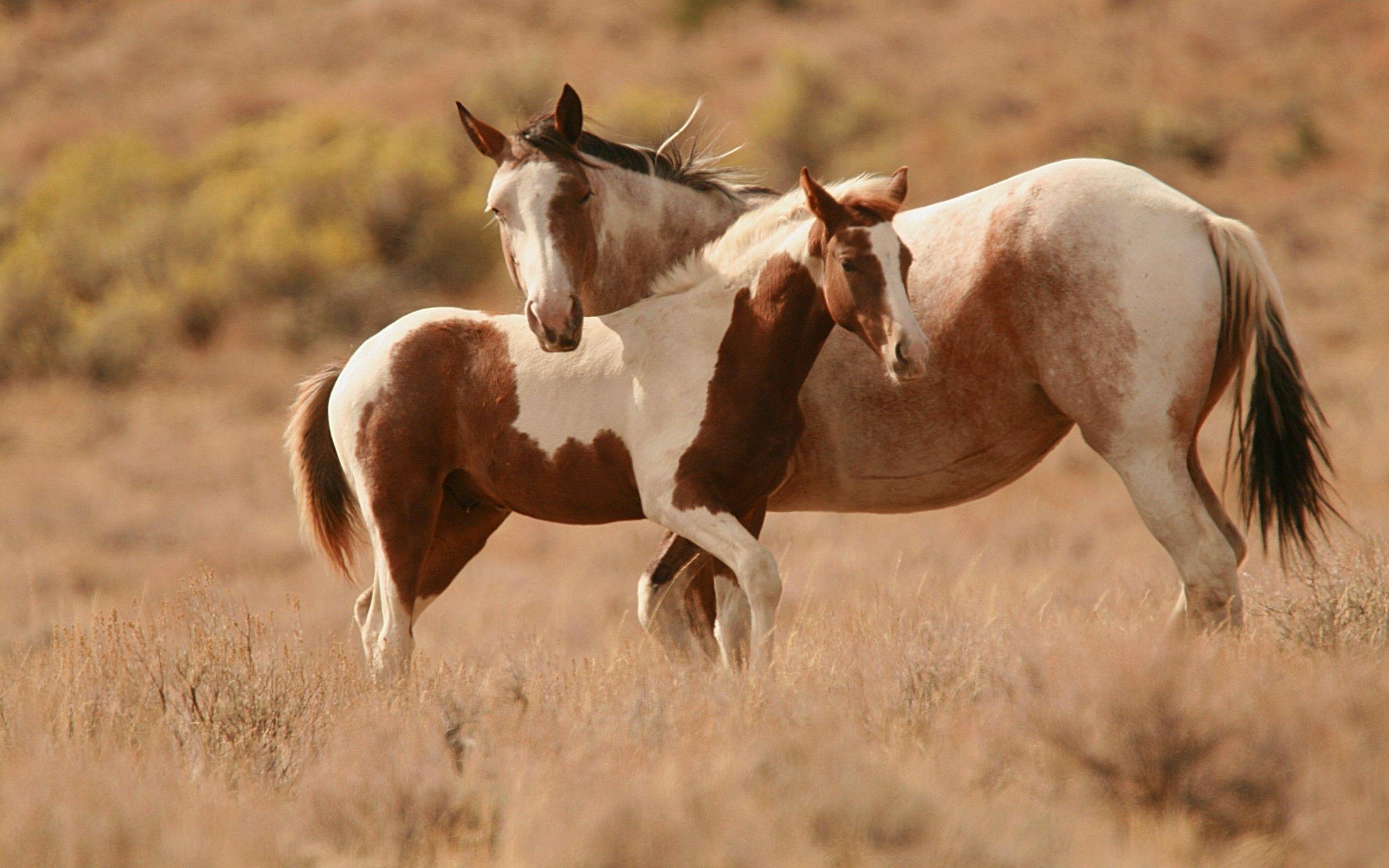 2560x1600 Paint Horse Wallpaper