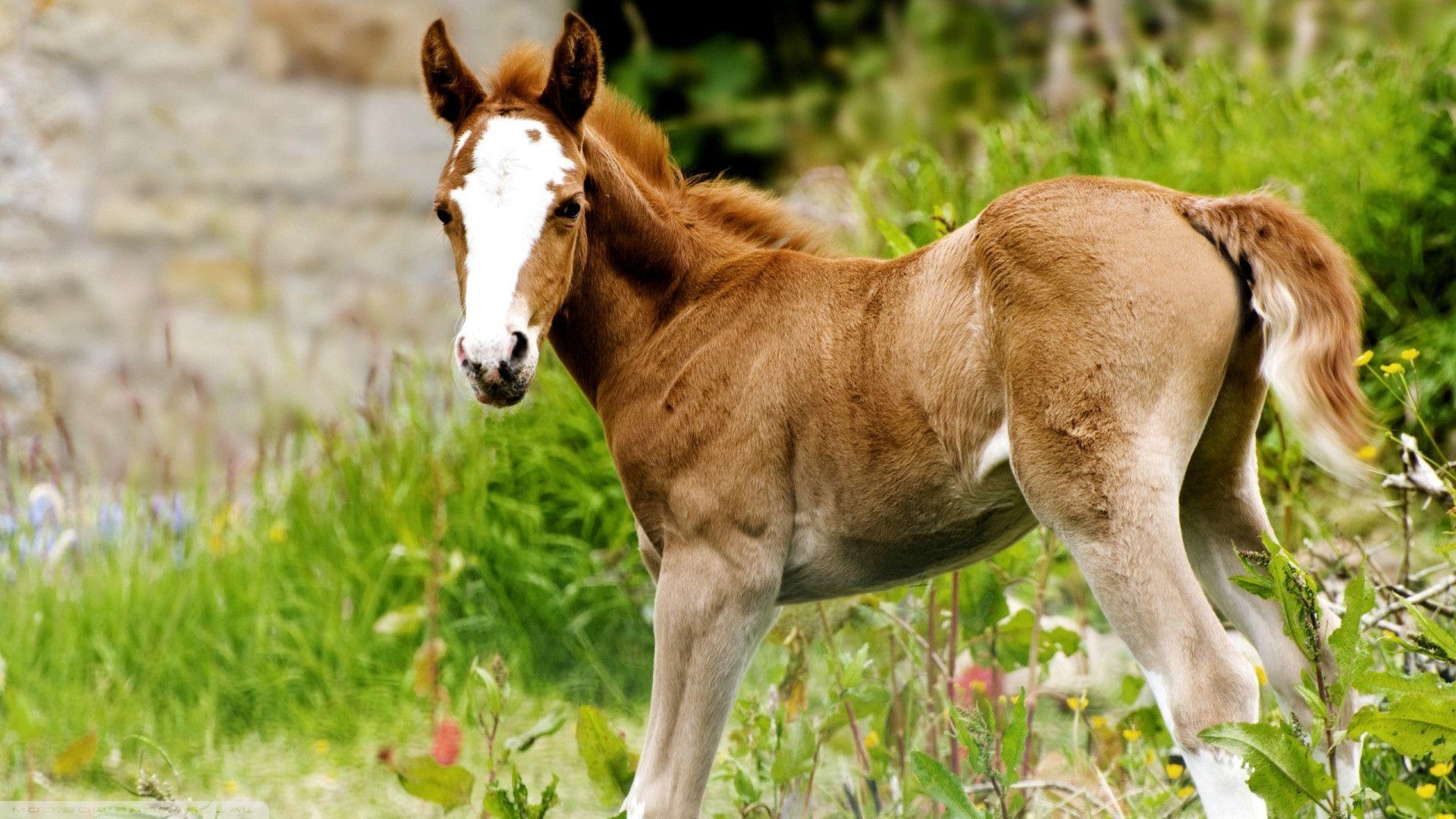1920x1080 Free download Paint Horse Background Cool Wallpaper Wallpaper HD Wallpaper [1920x1080] for your Desktop, Mobile & Tablet. Explore Paint Horse Wallpaper for Computer. Horses Wallpaper Free, Horse Background Wallpaper