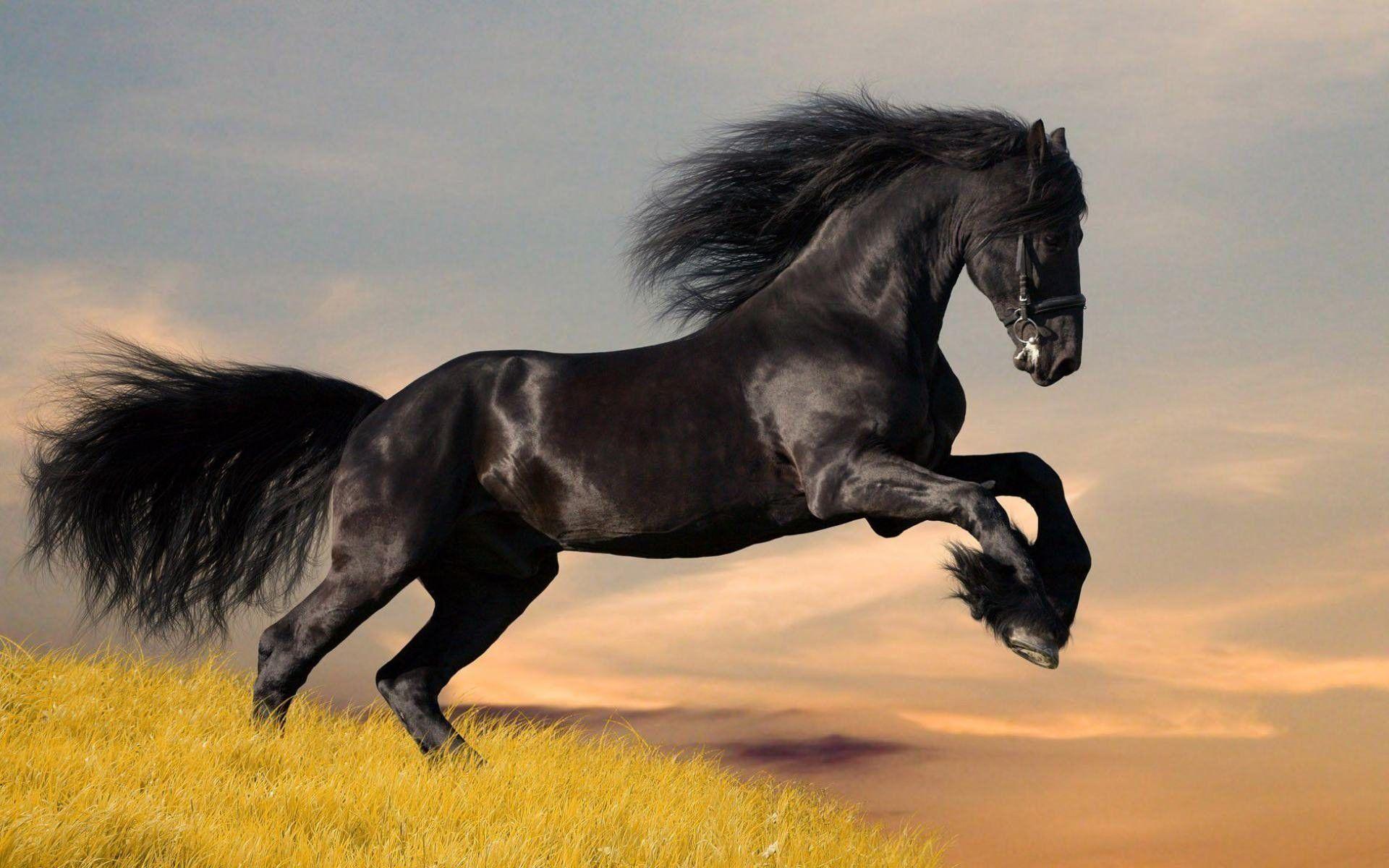 1920x1200 Wild Horse Wallpaper