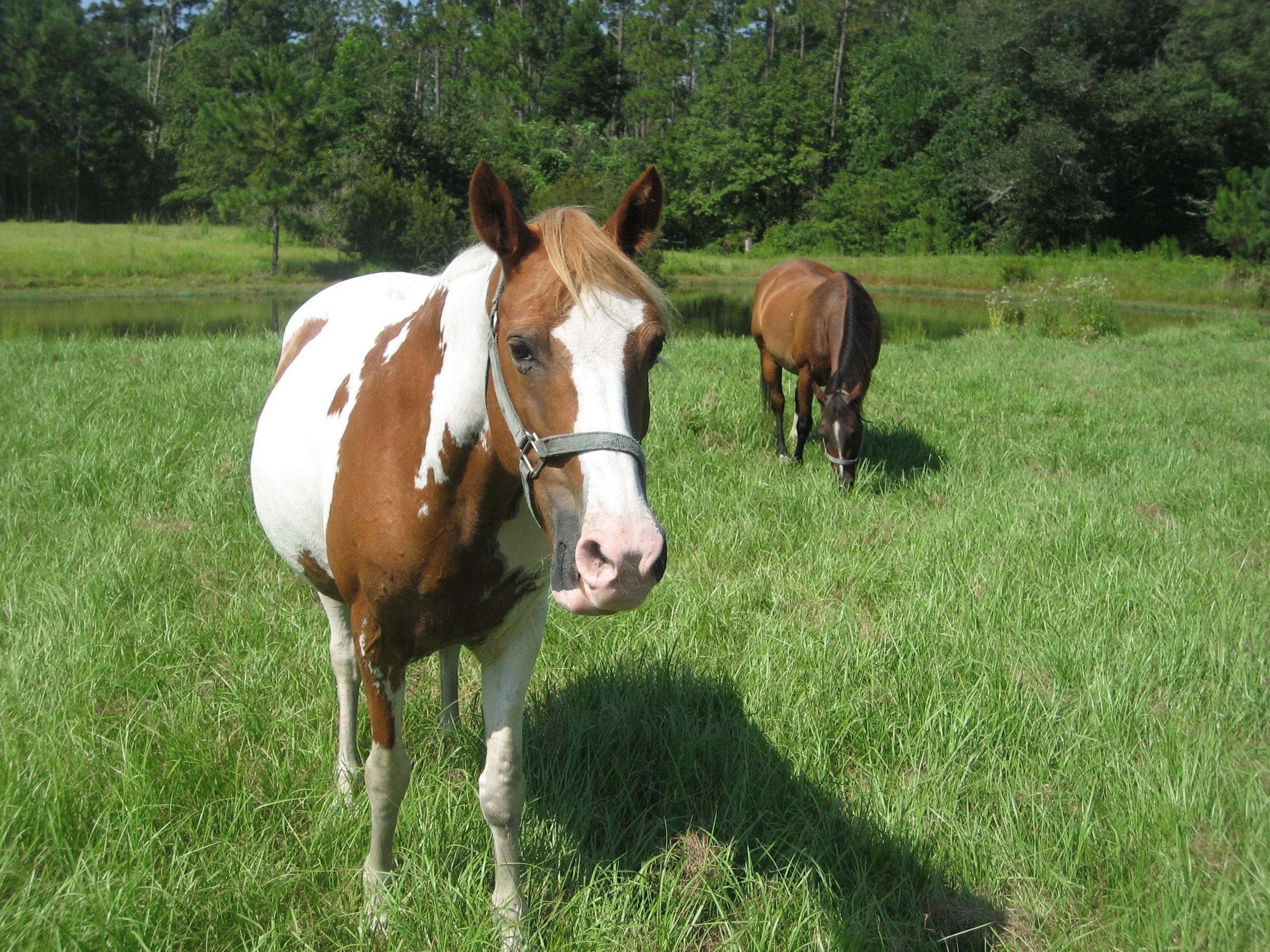 2560x1920 Paint Horse