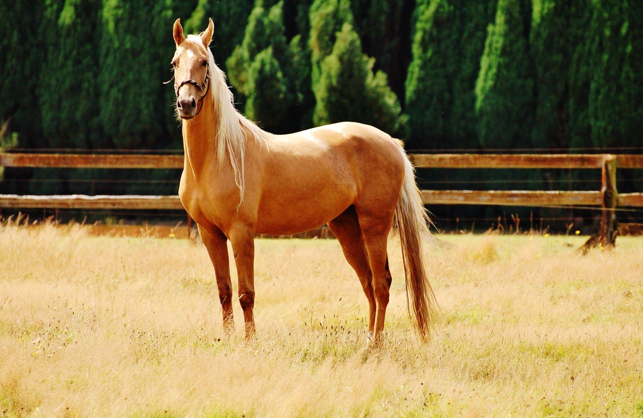 2222x1444 Palomino Wallpaper. Golden Palomino Horses Wallpaper, Palomino Wallpaper and Palomino Background