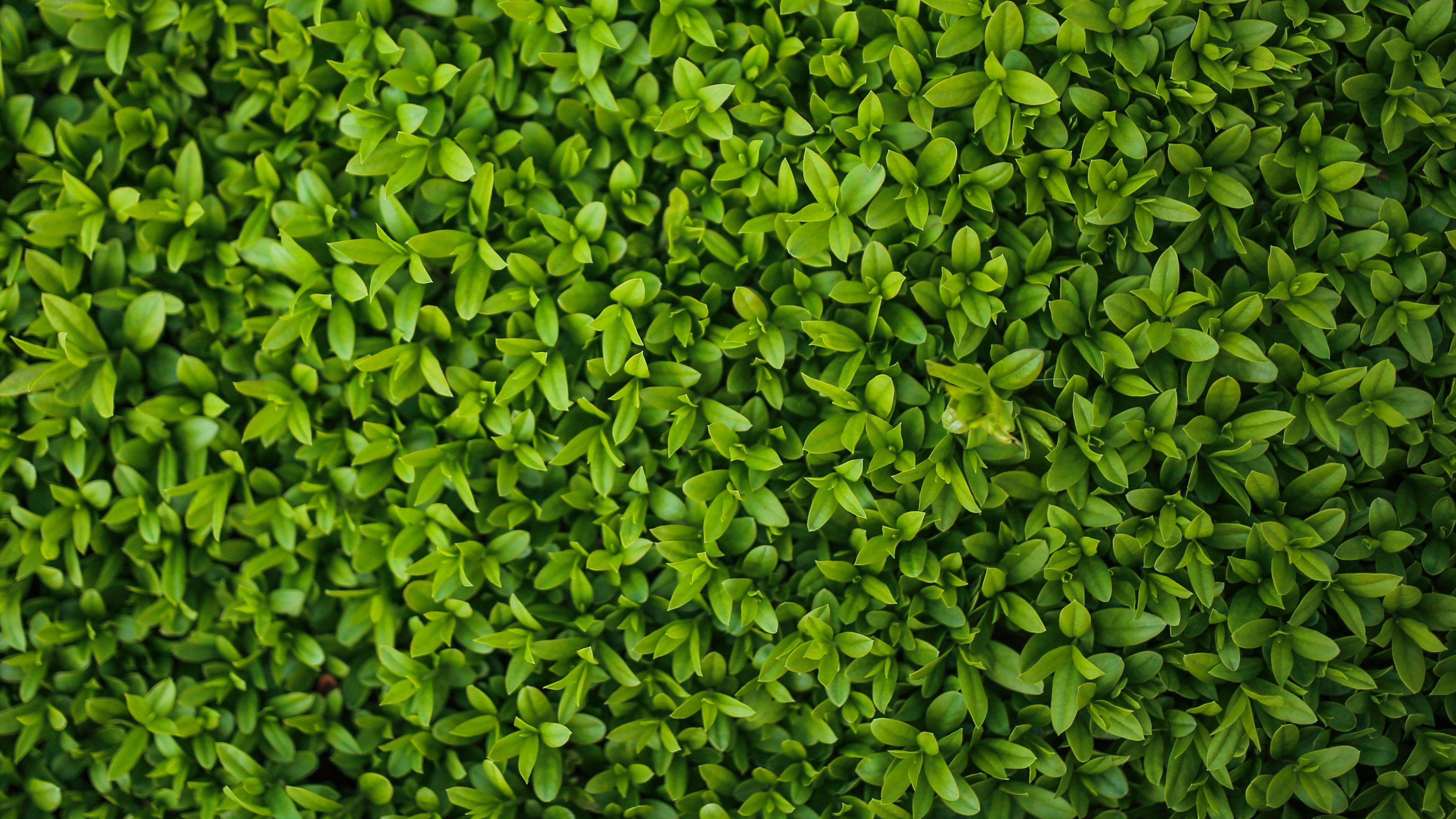 3840x2160 Tiny Leaves Texture Wallpaper, Android & Desktop Background