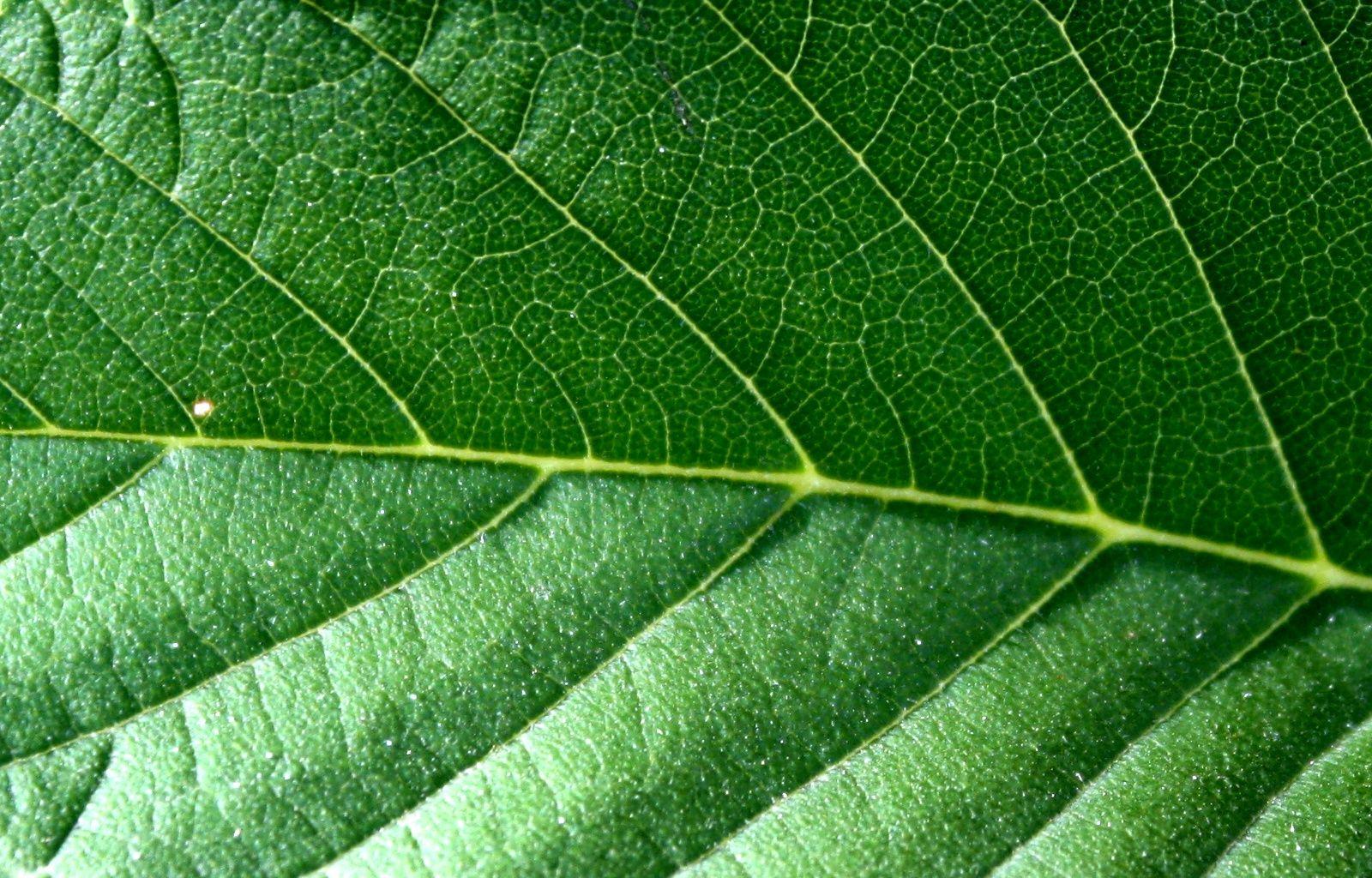 1600x1024 Leaf Texture Picture. Free Photograph. Photo Public Domain